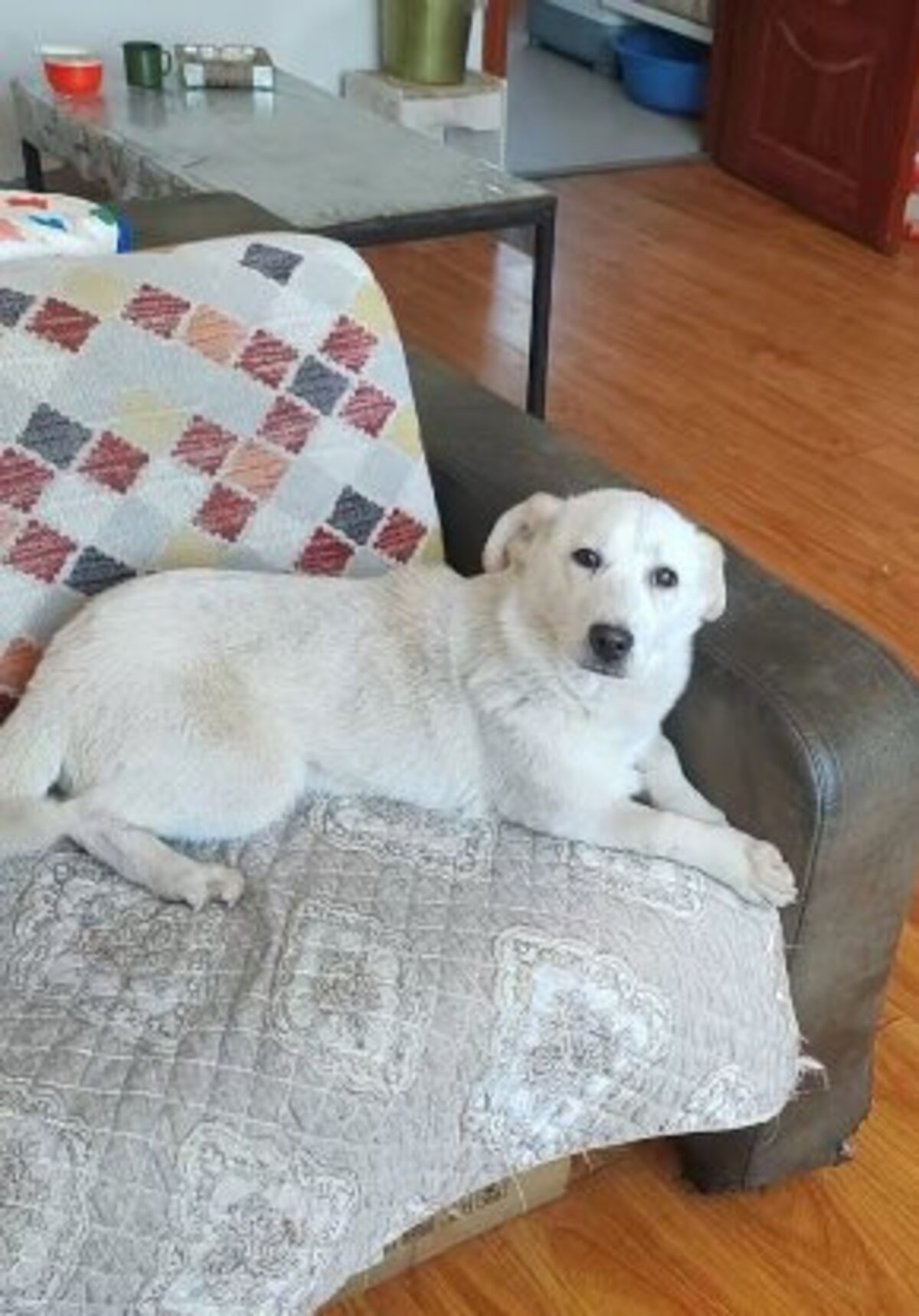 Adoption Maggie