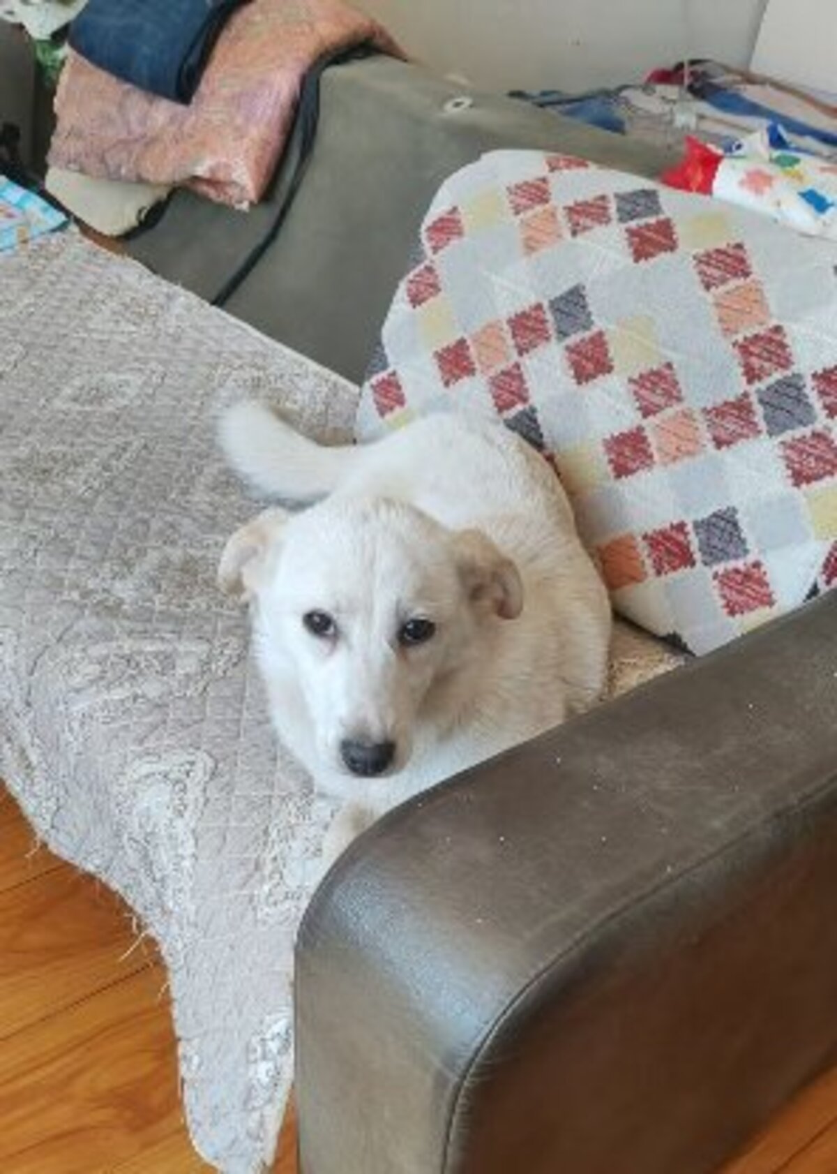 Adoption Maggie