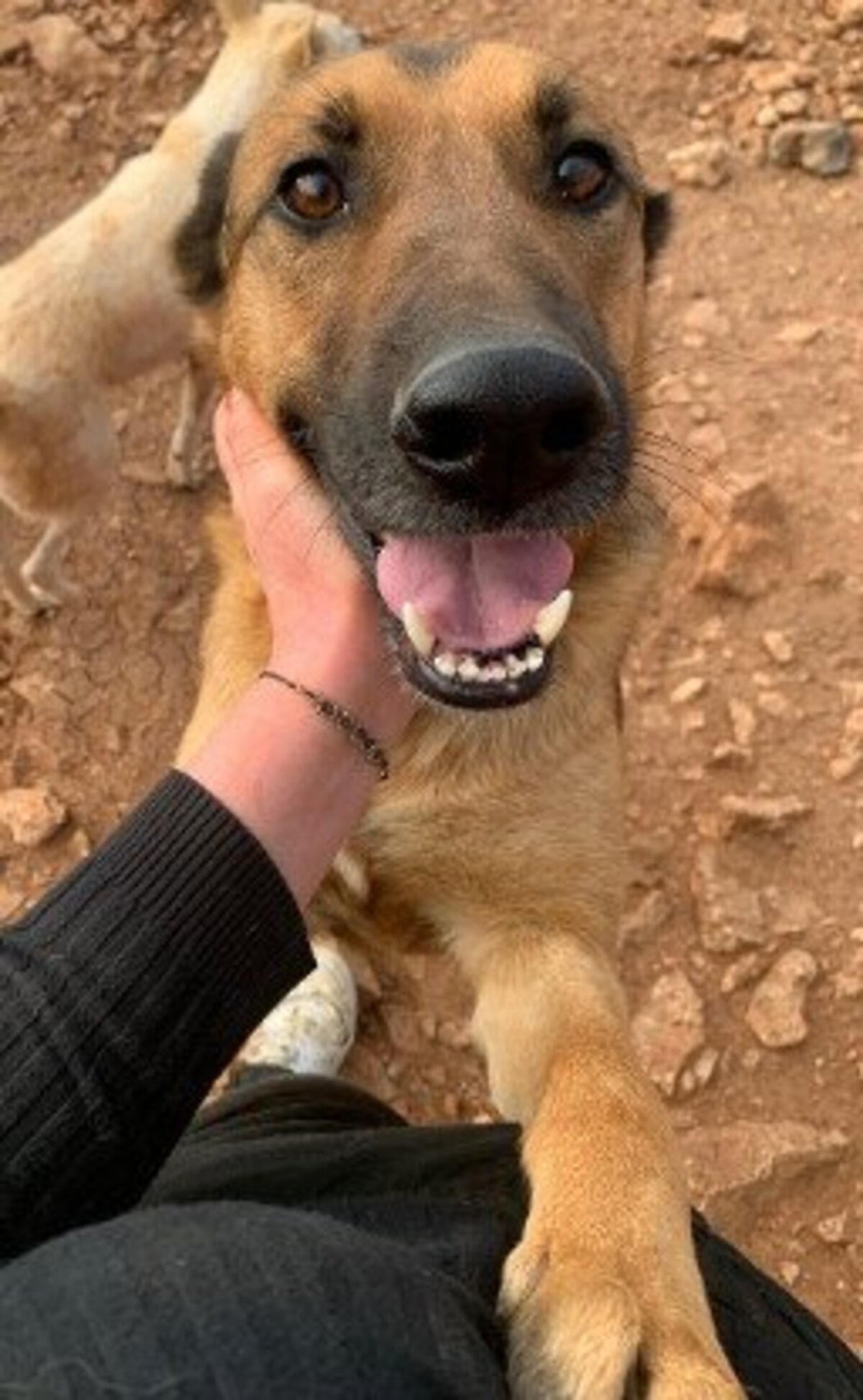 Adoption Magic