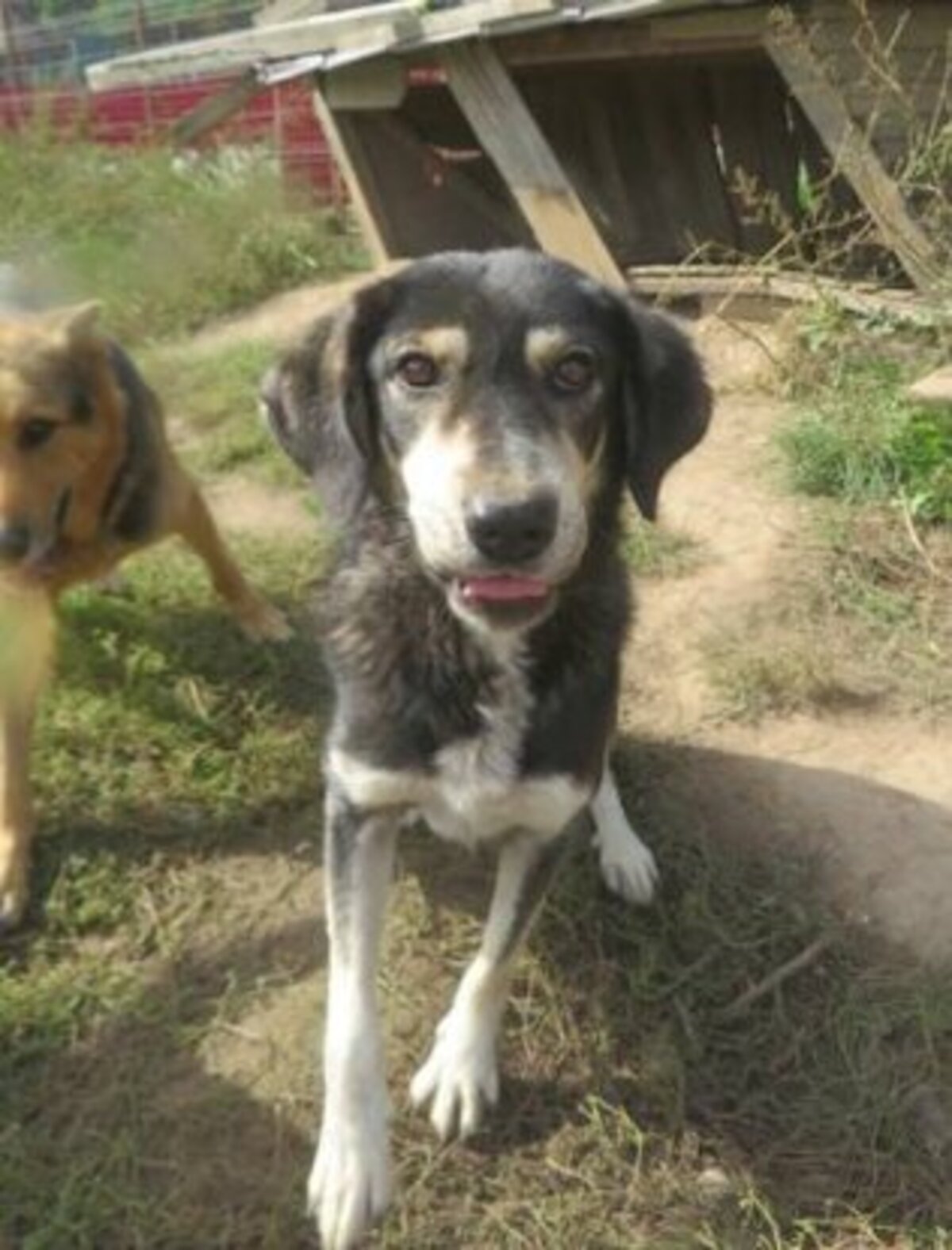 Adoption Magica