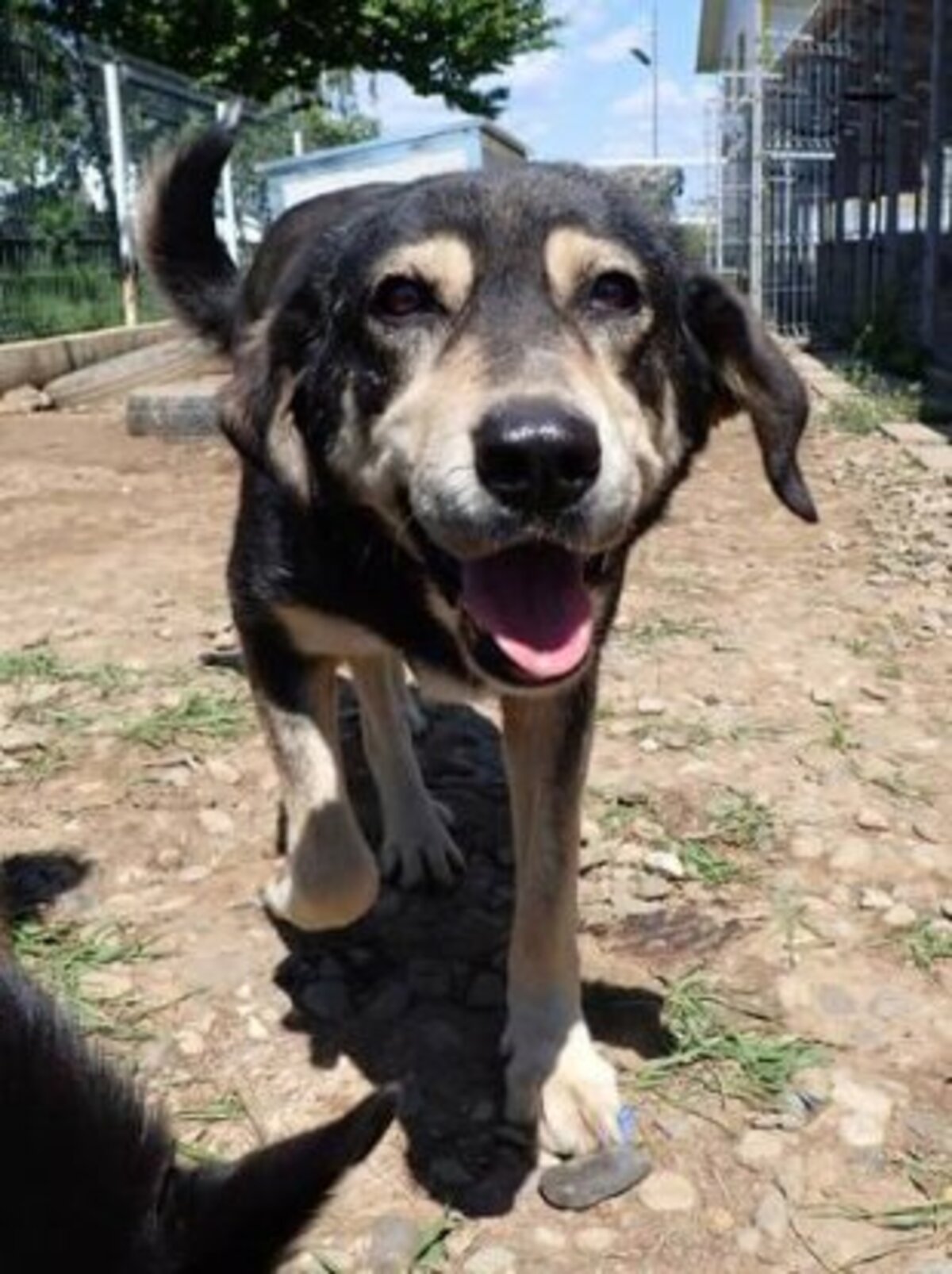 Adoption Magica