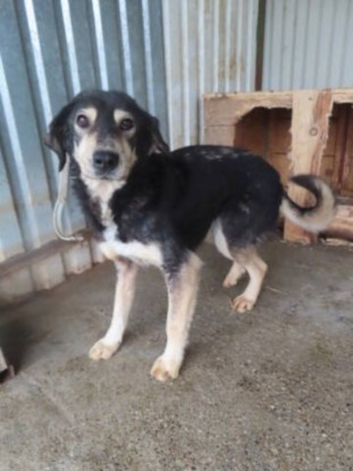 Adoption Magica