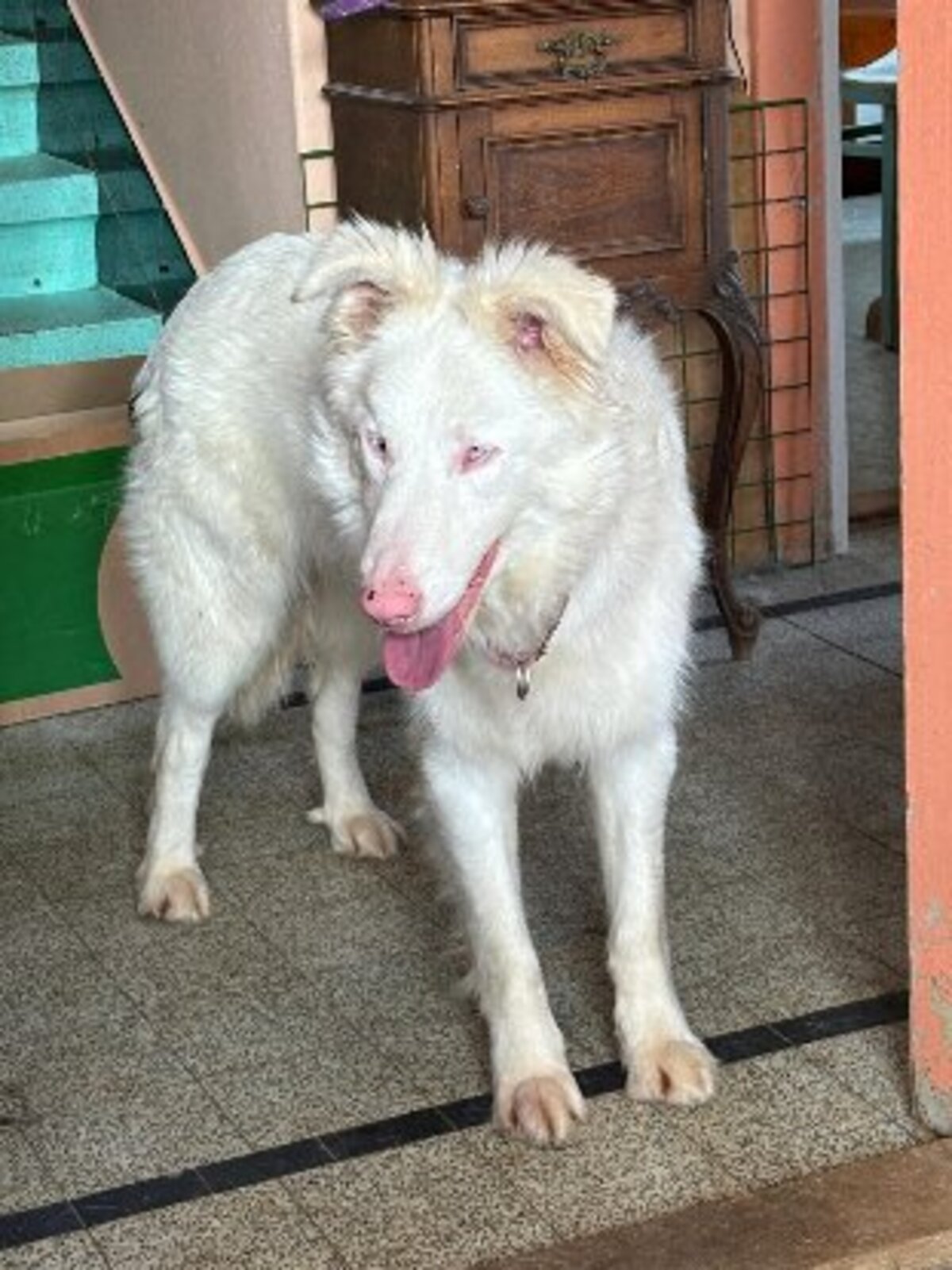 Adoption Mago