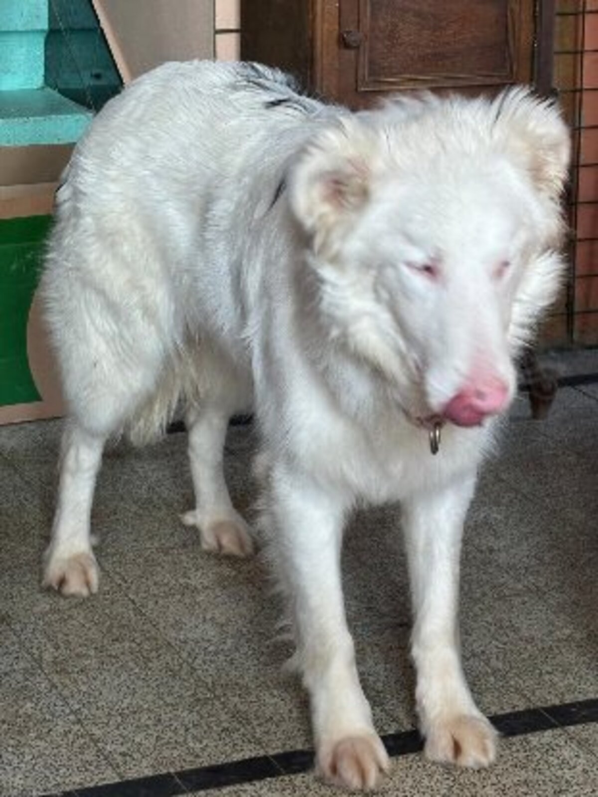 Adoption Mago