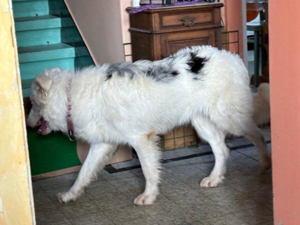 Adoption Mago