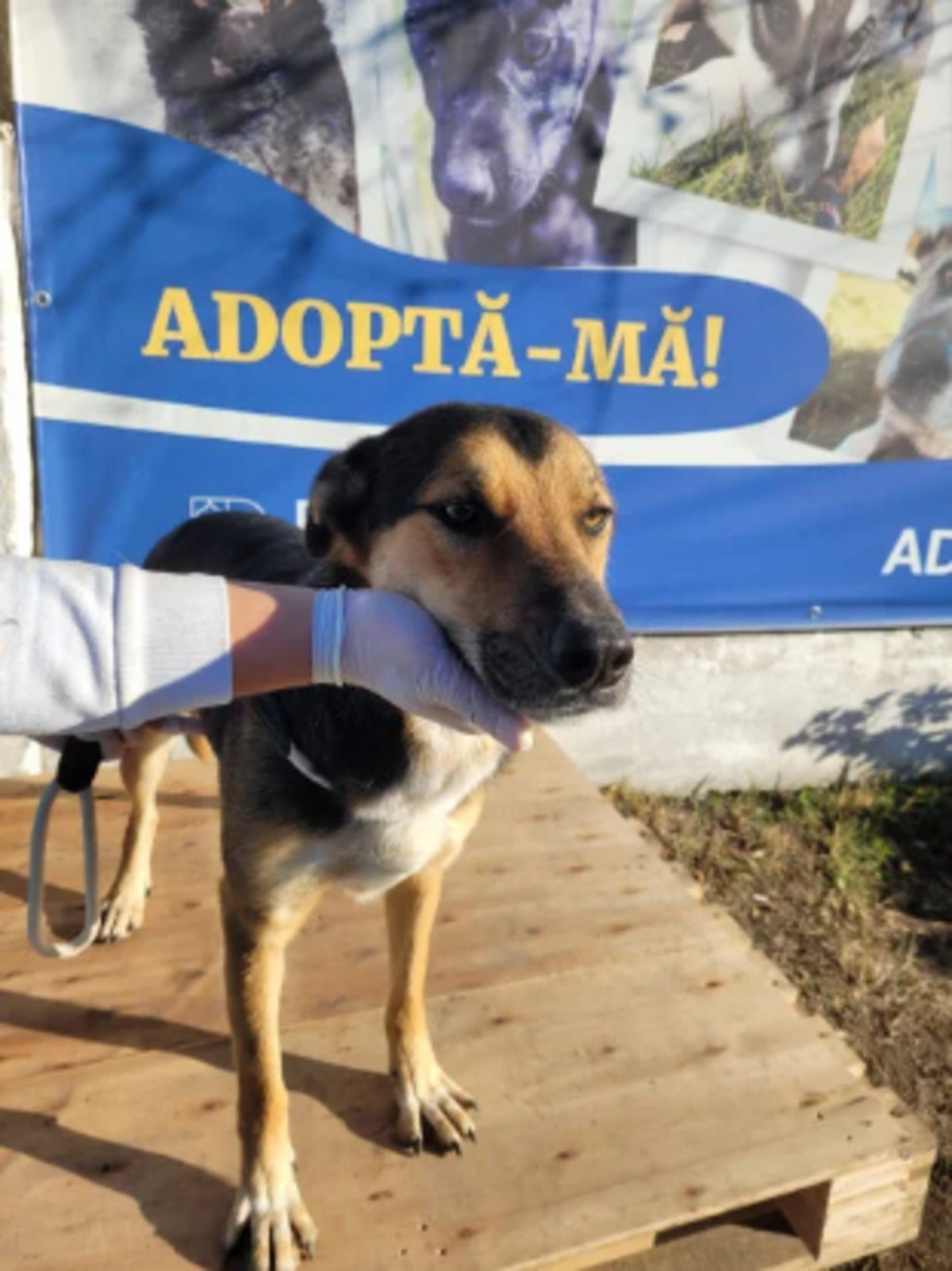 Adoption Malcolm