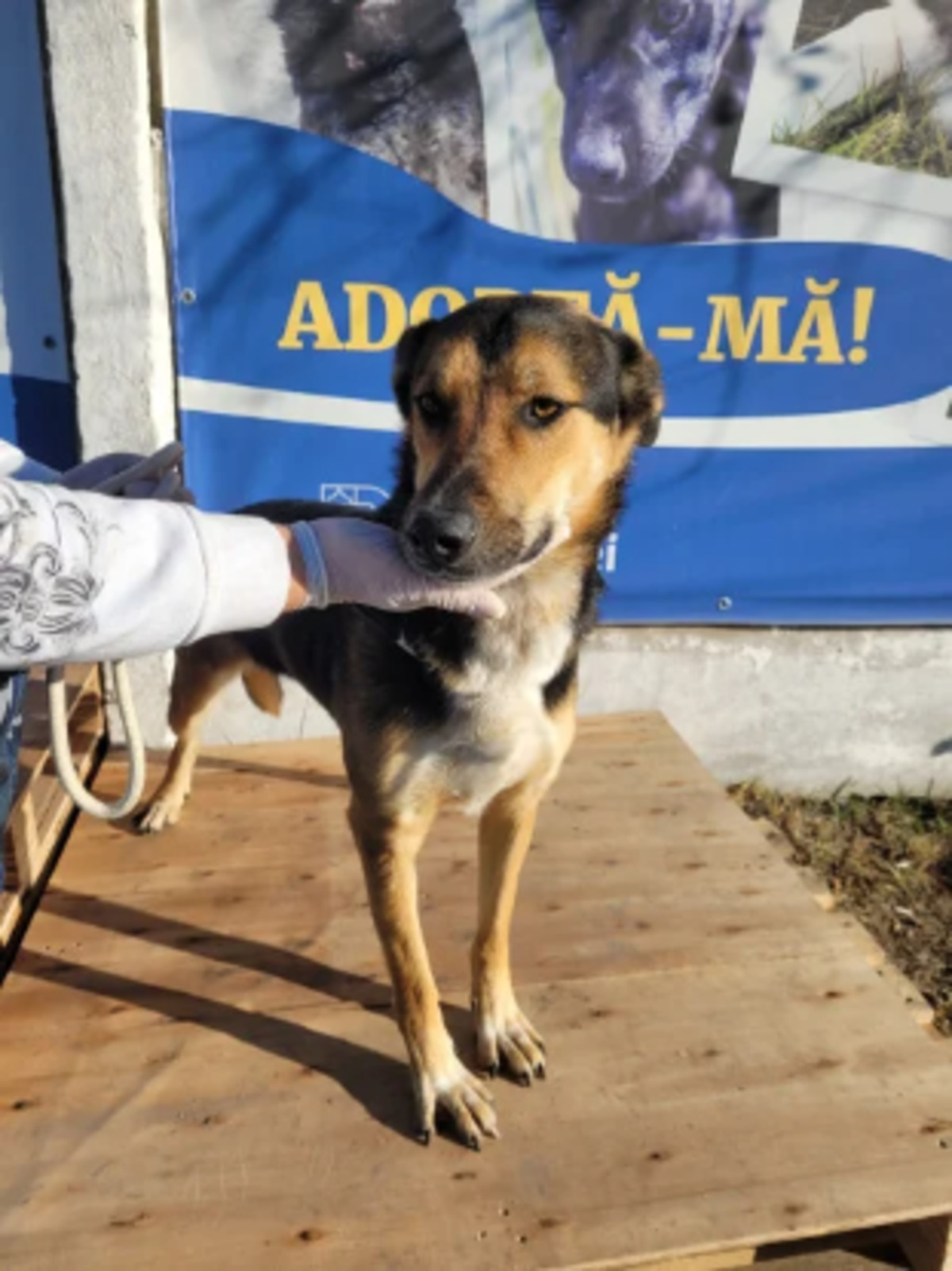 Adoption Malcolm