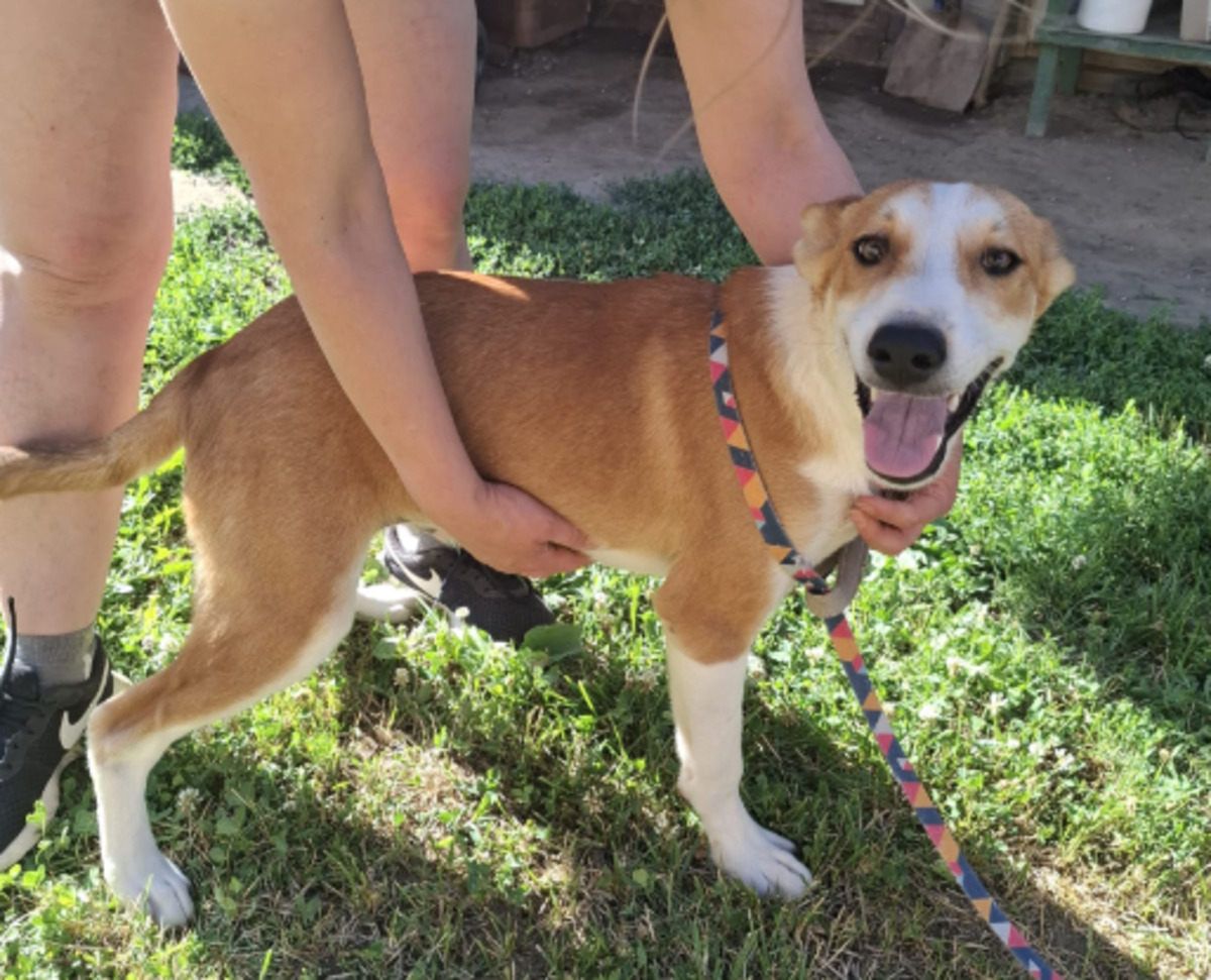 Adoption Malik
