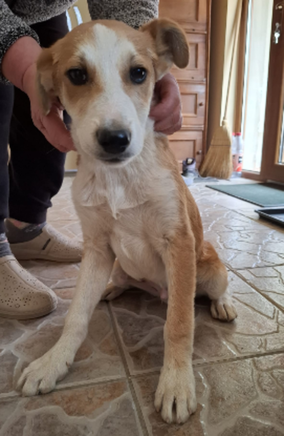 Adoption Malik