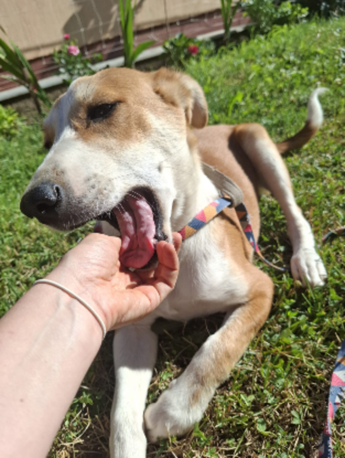 Adoption Malik