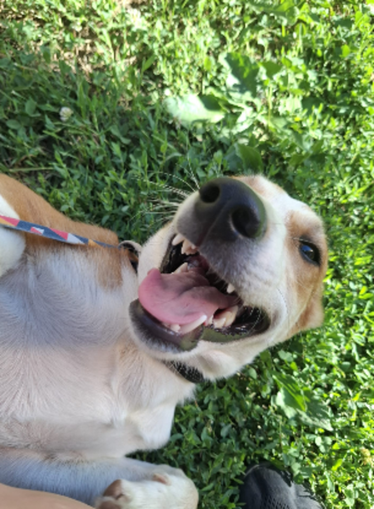 Adoption Malik