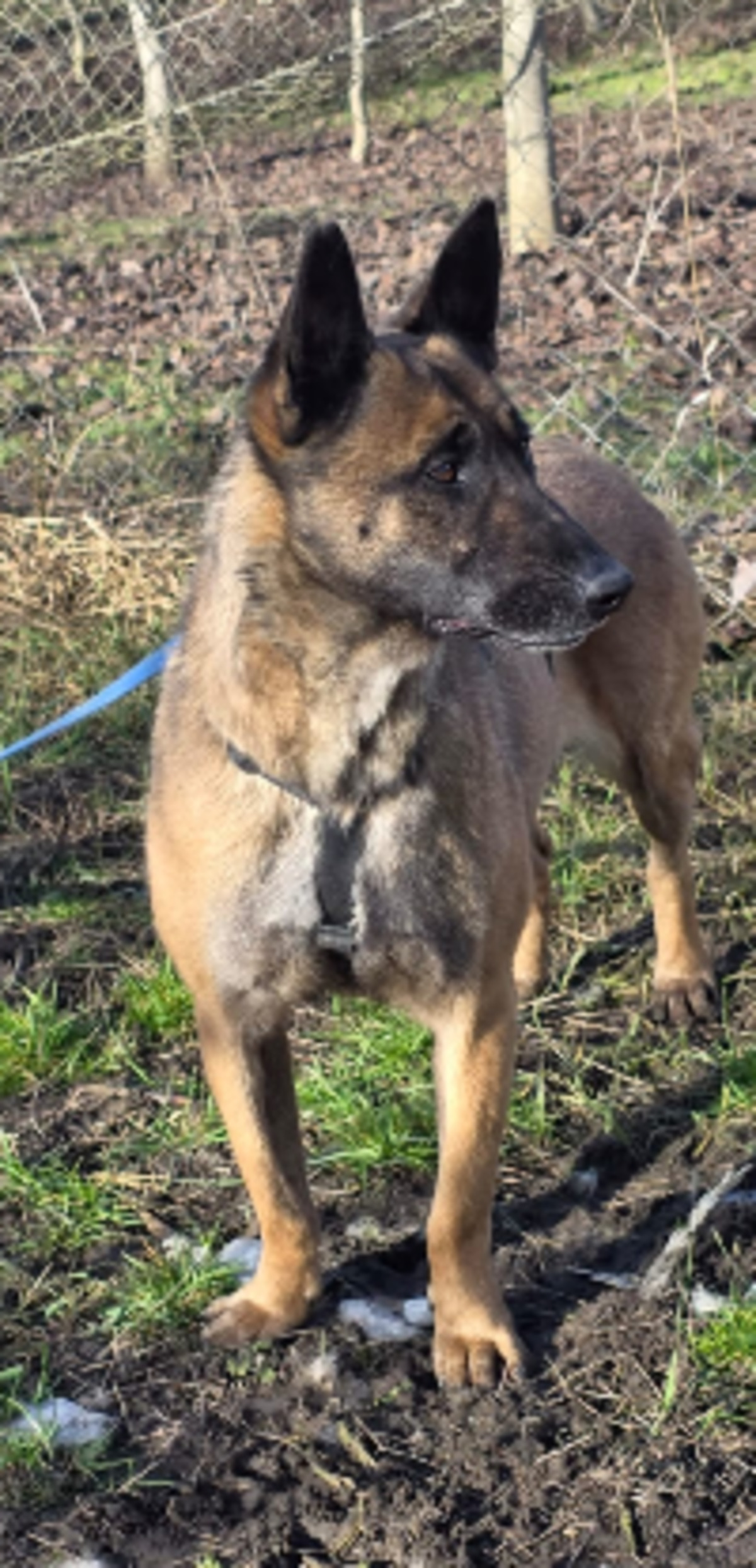 Adoption Malika