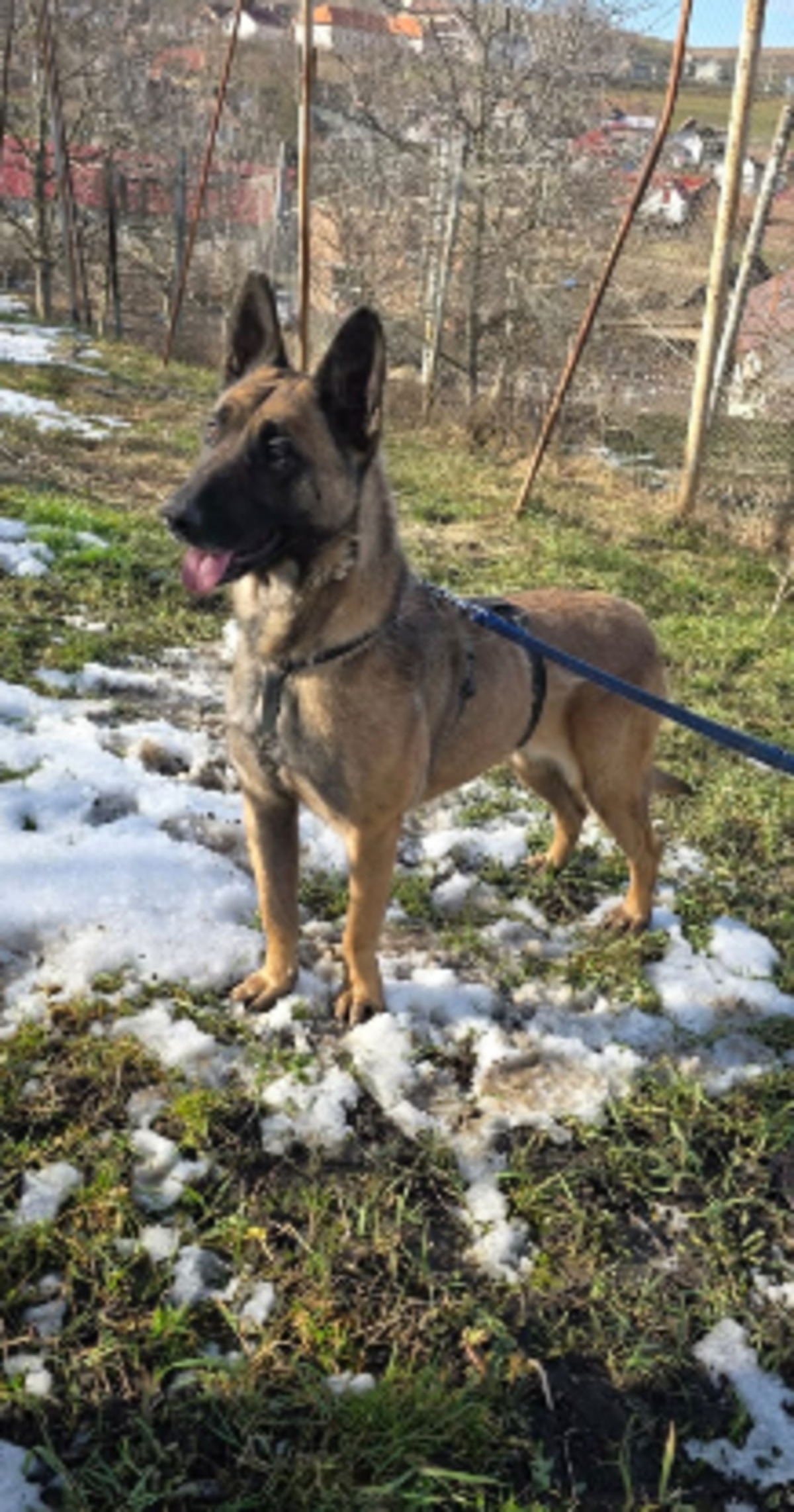 Adoption Malika