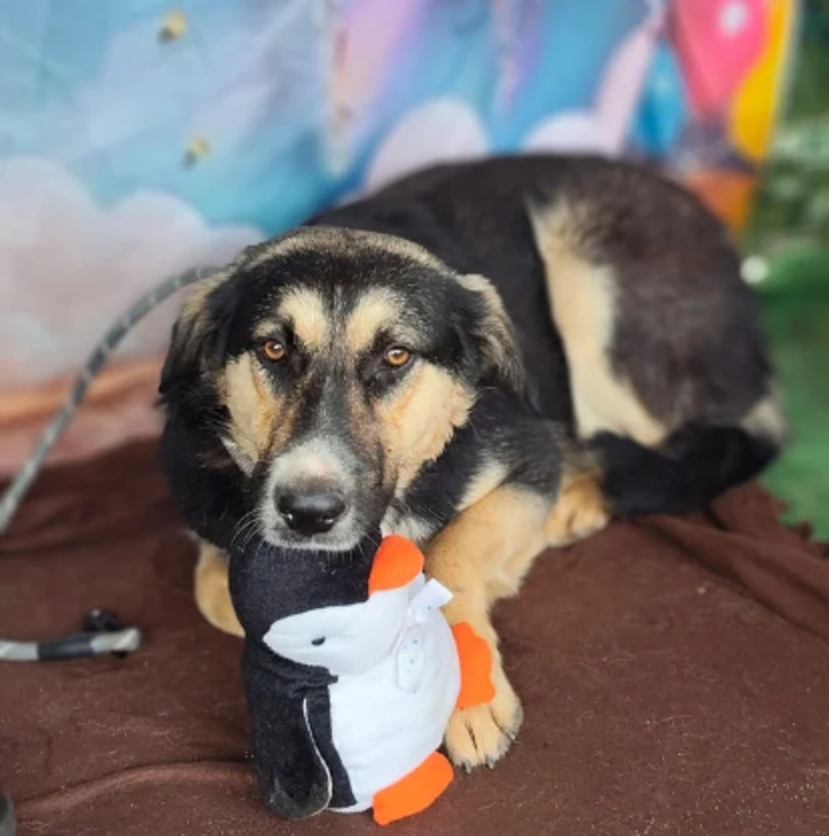 Adoption Malty