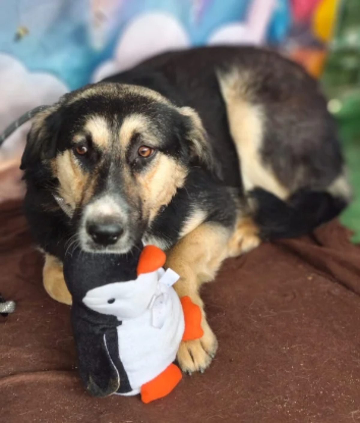 Adoption Malty