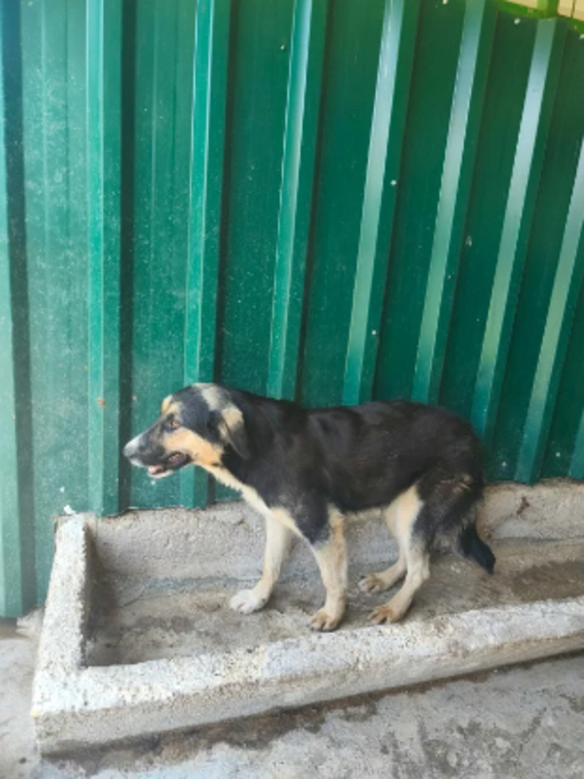 Adoption Malty