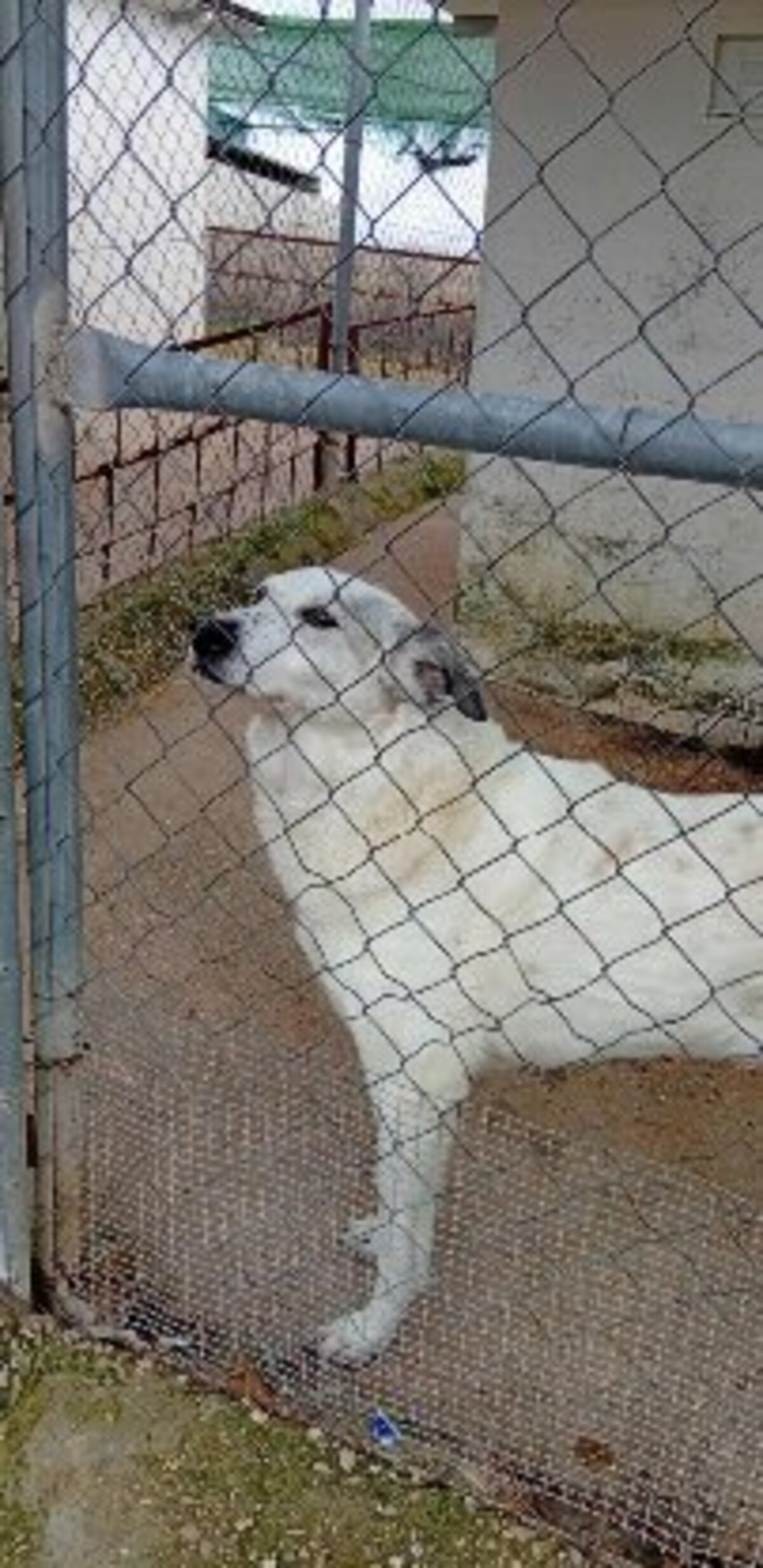 Adoption Mamie
