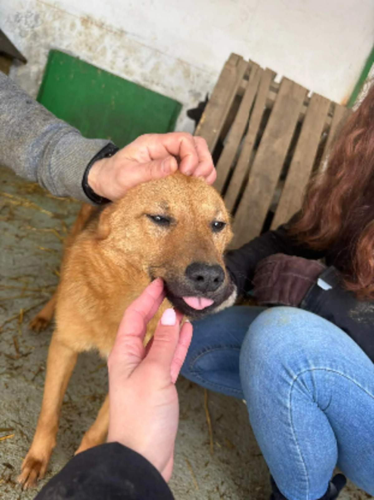 Adoption Mandoline