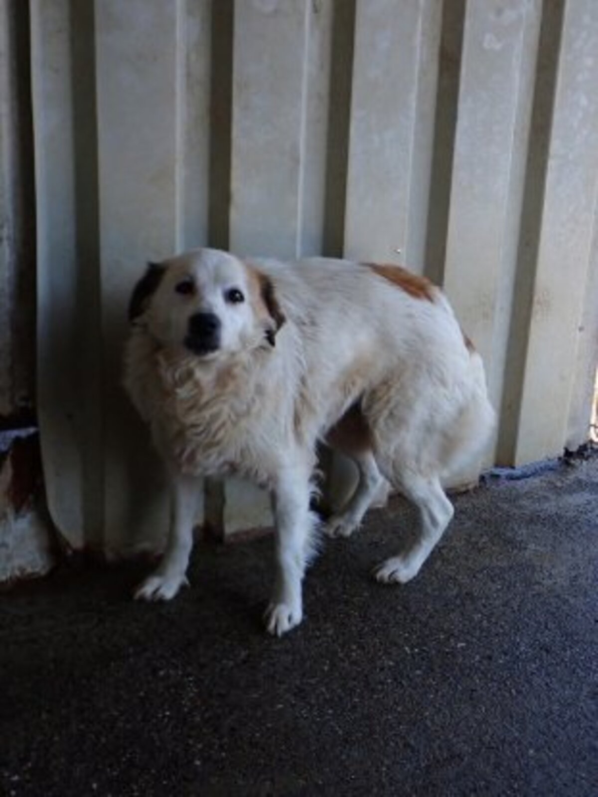 Adoption Mandragore