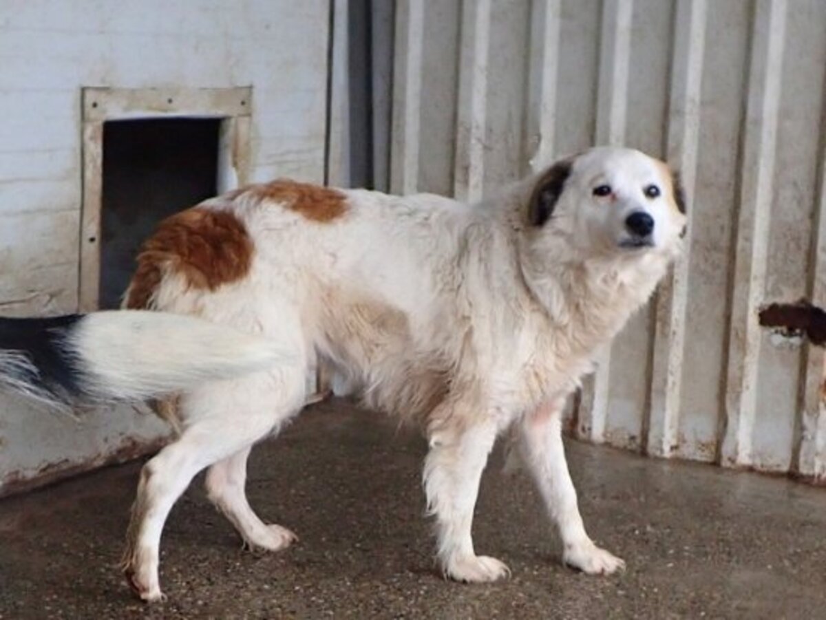 Adoption Mandragore