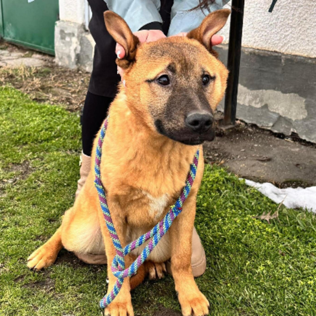 Adoption Manify