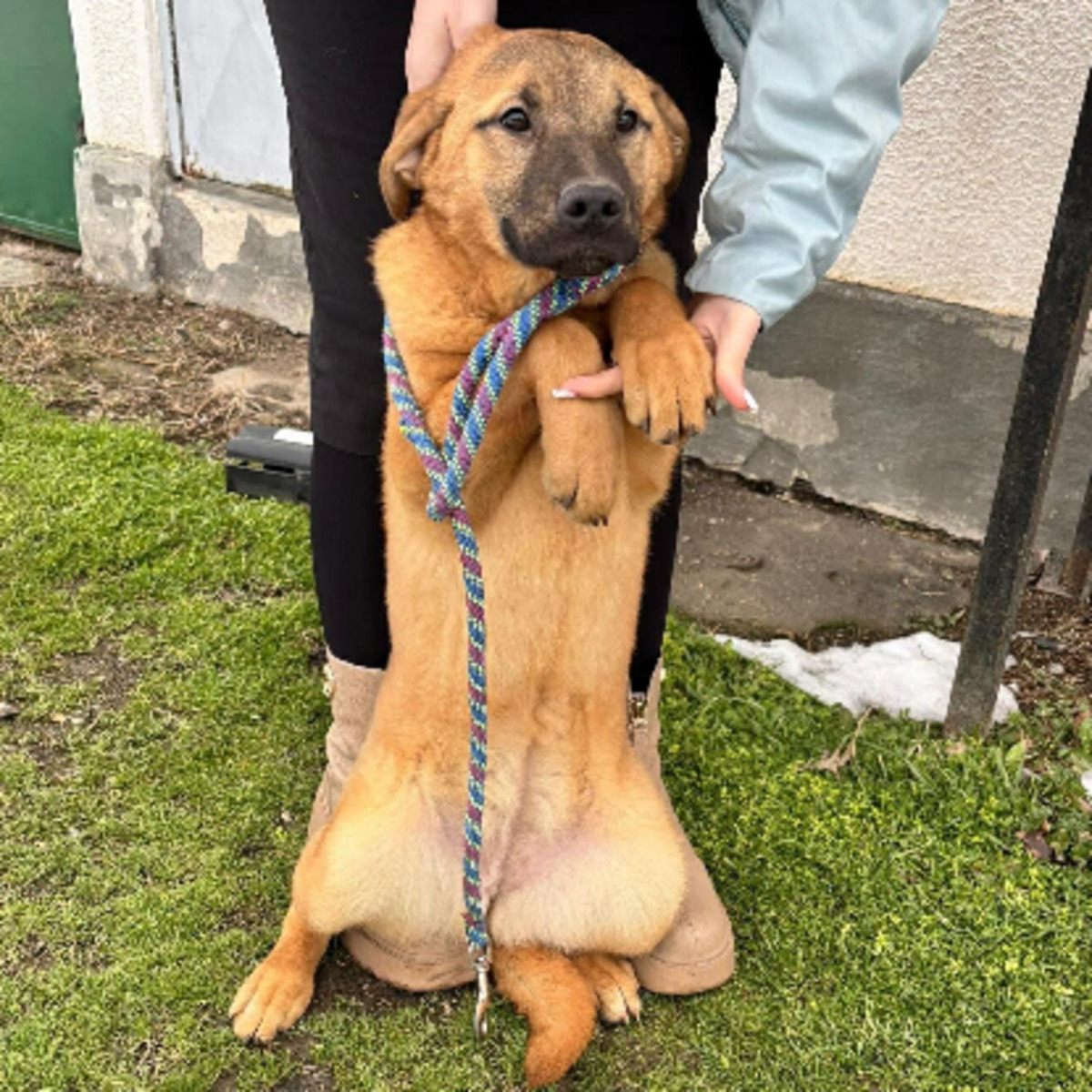 Adoption Manify