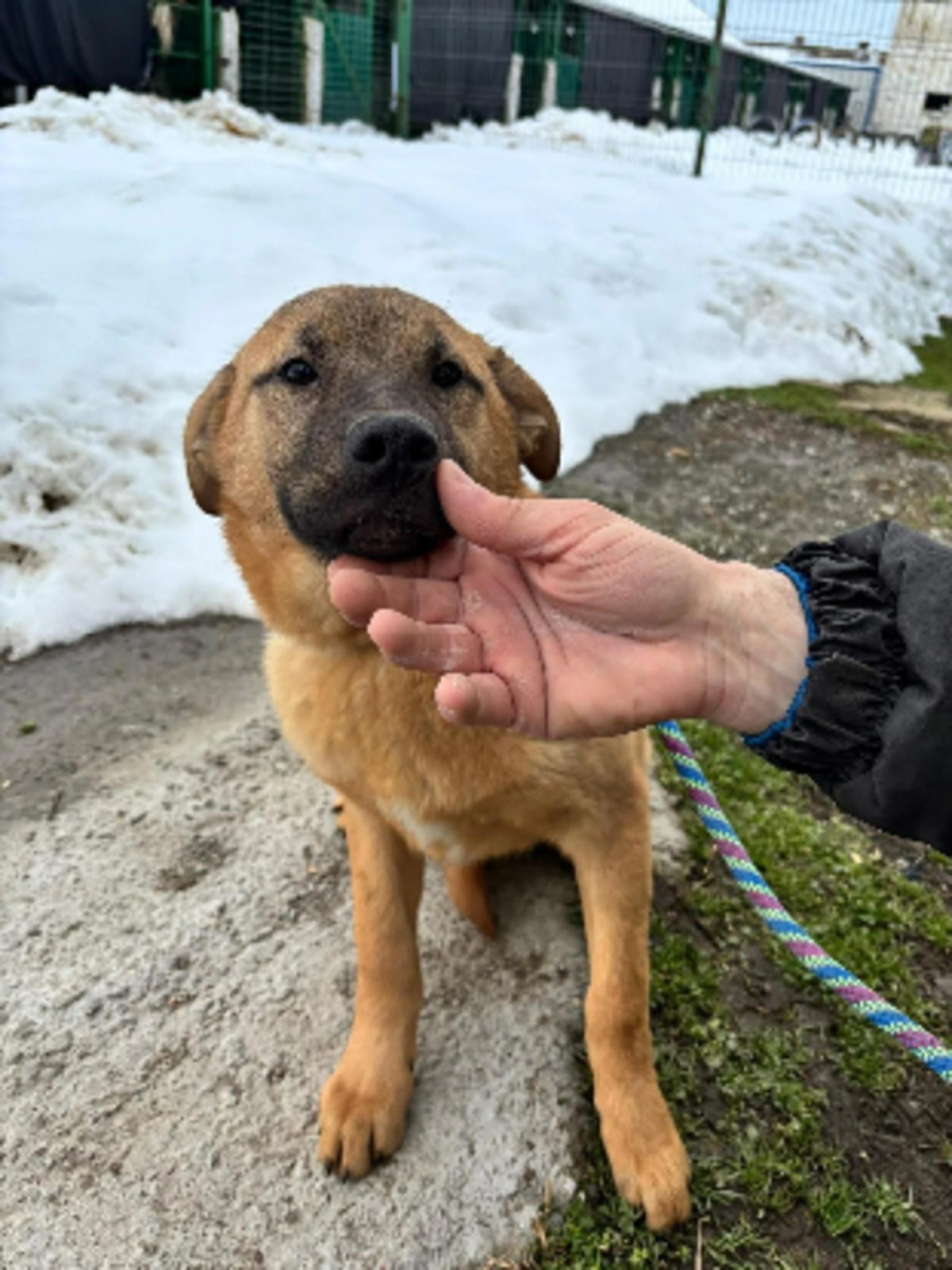 Adoption Manify