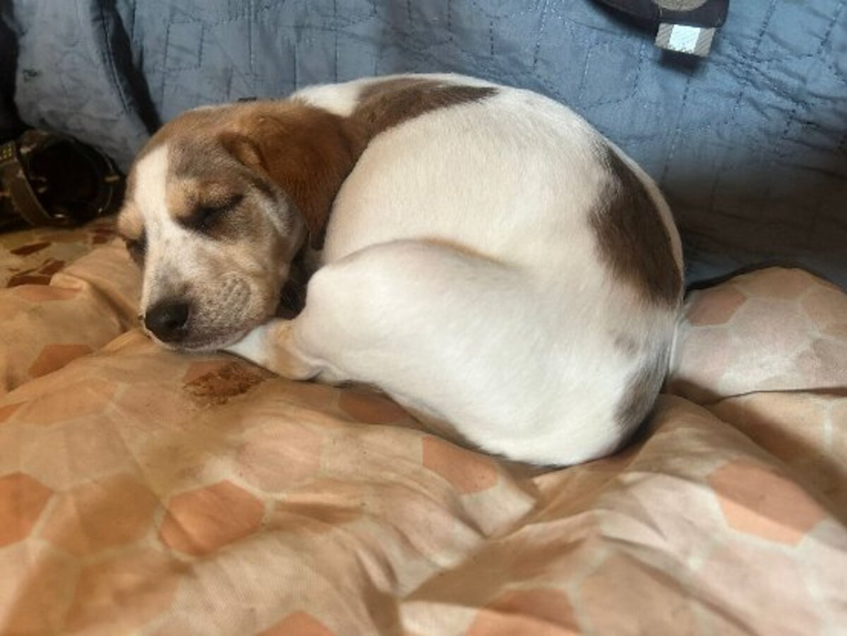 Adoption Mansha