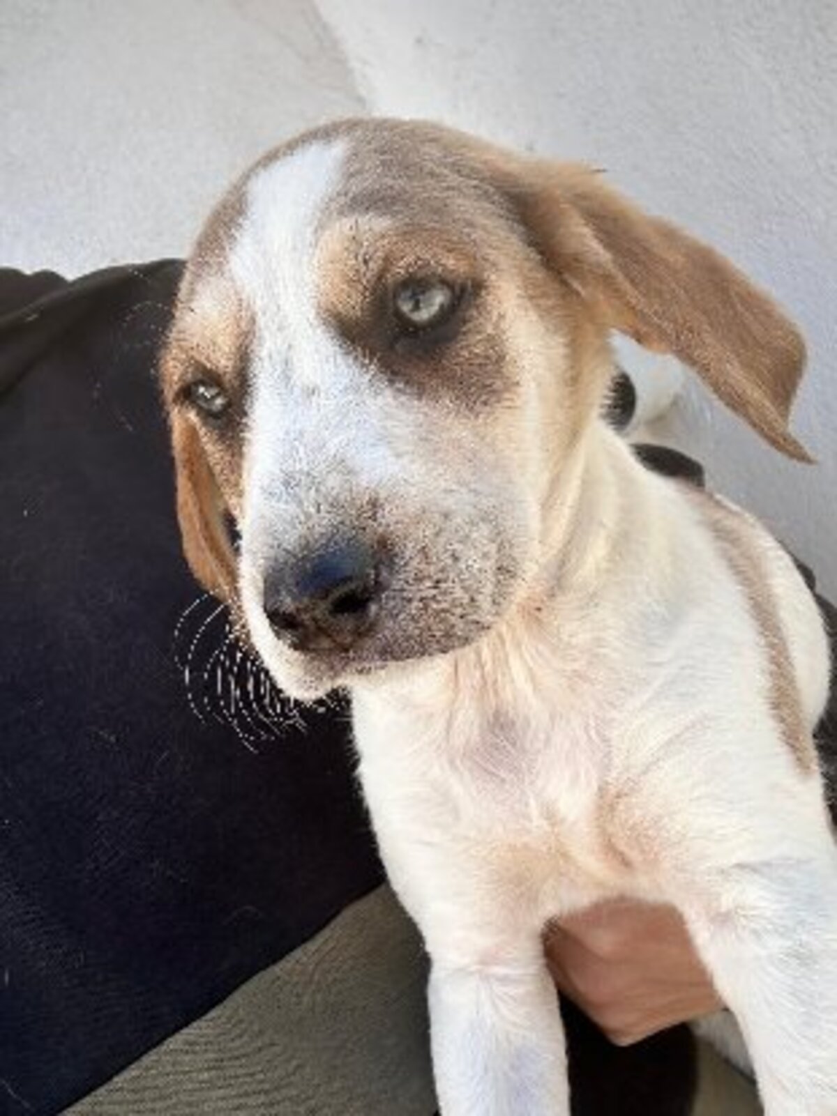 Adoption Mansha