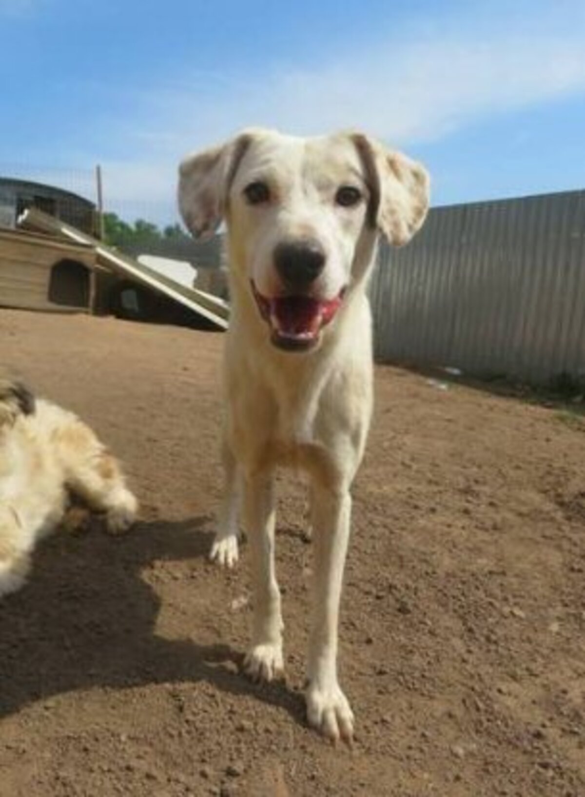 Adoption Mappy