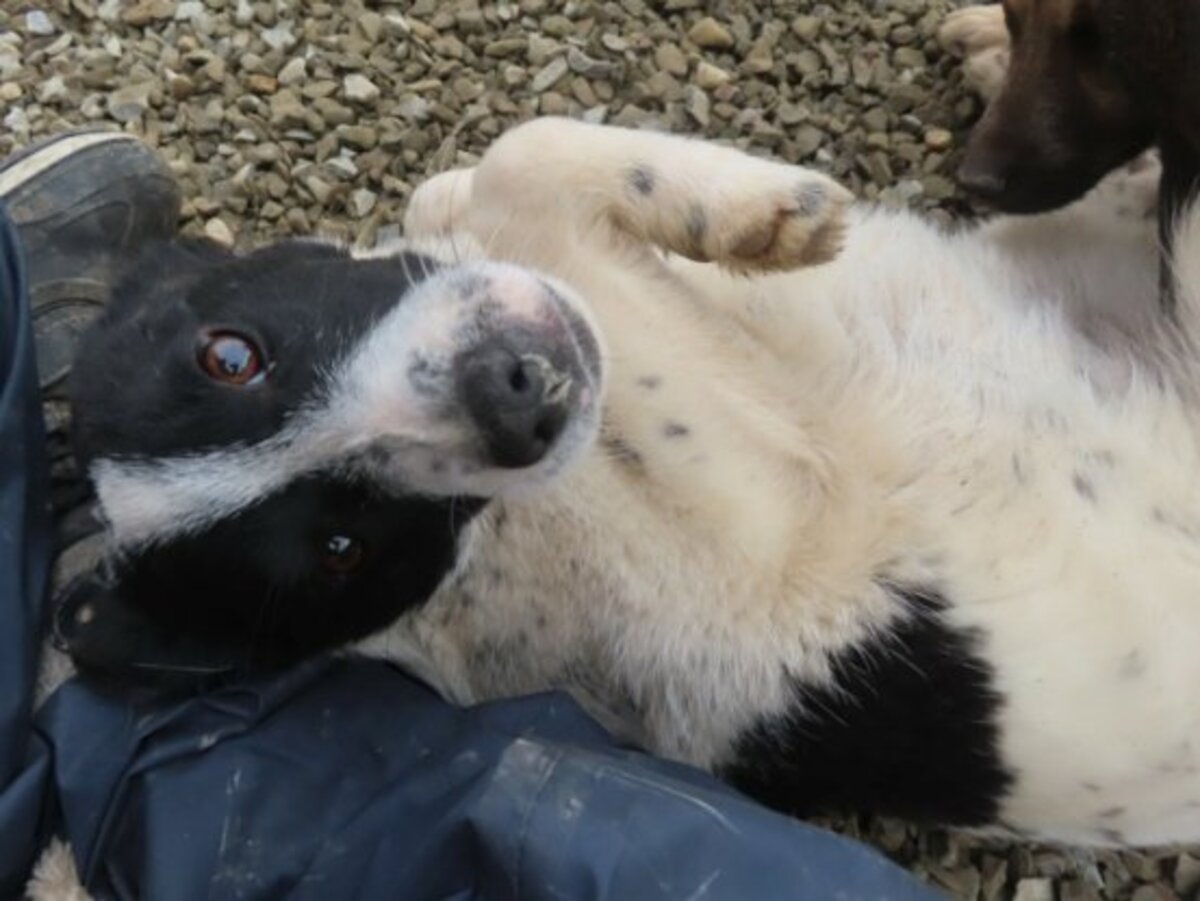 Adoption Mara