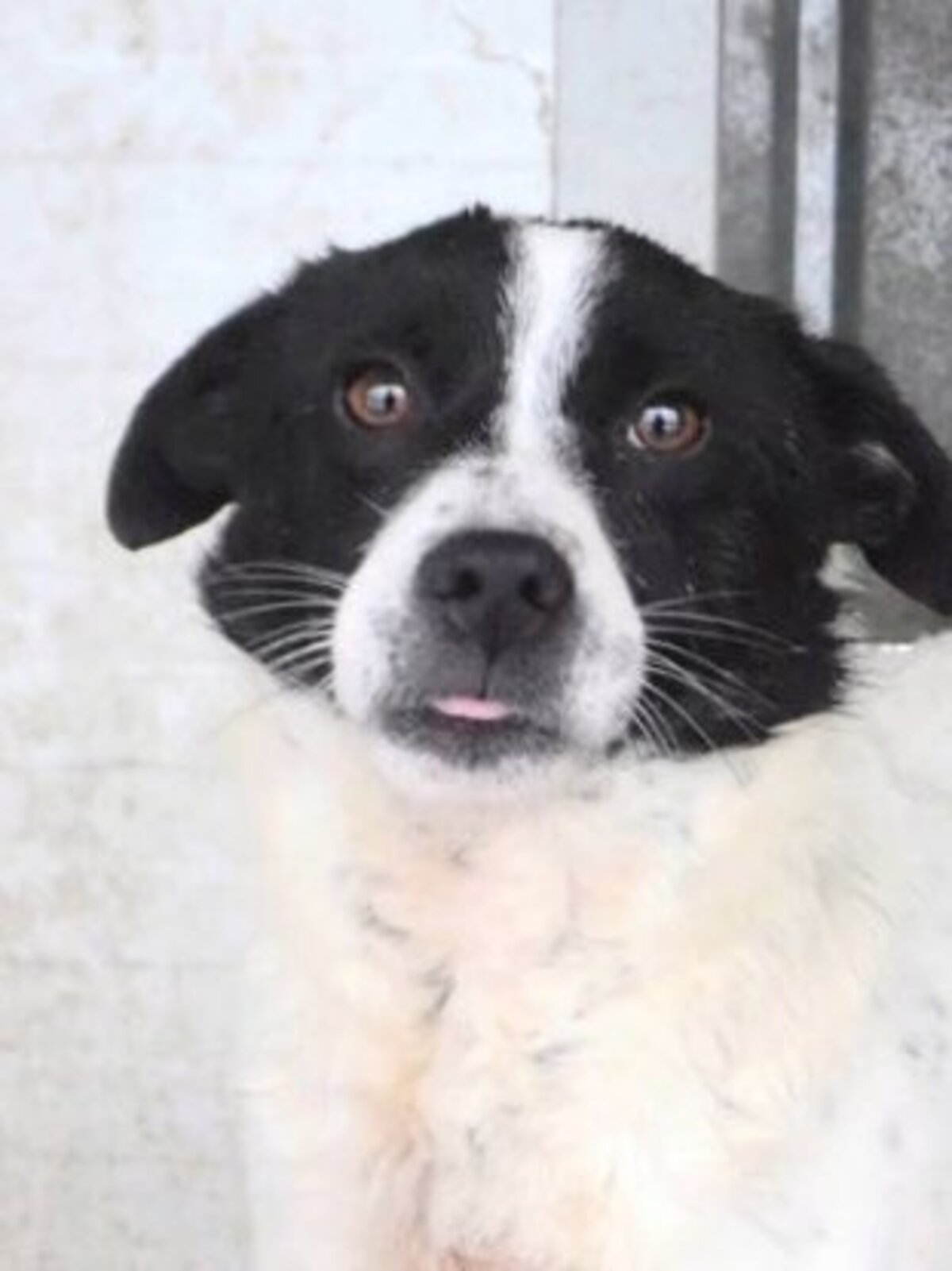 Adoption Mara
