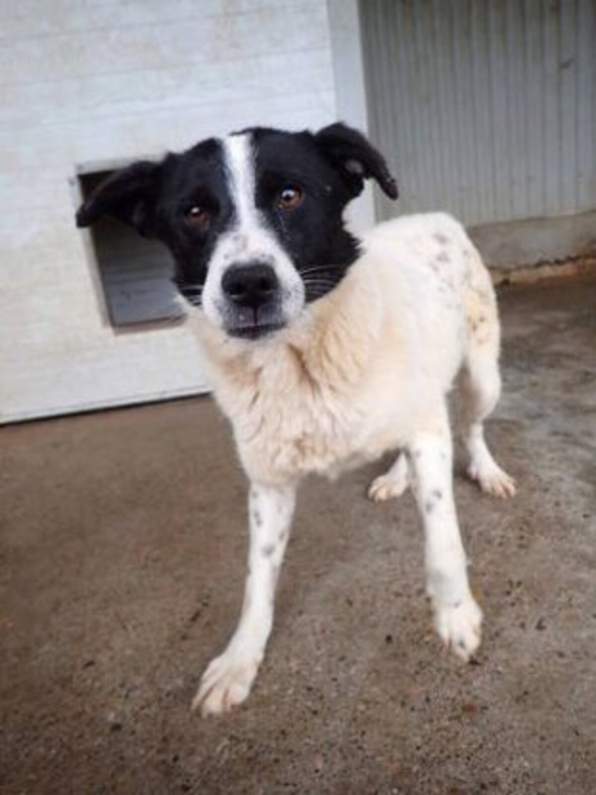 Adoption Mara