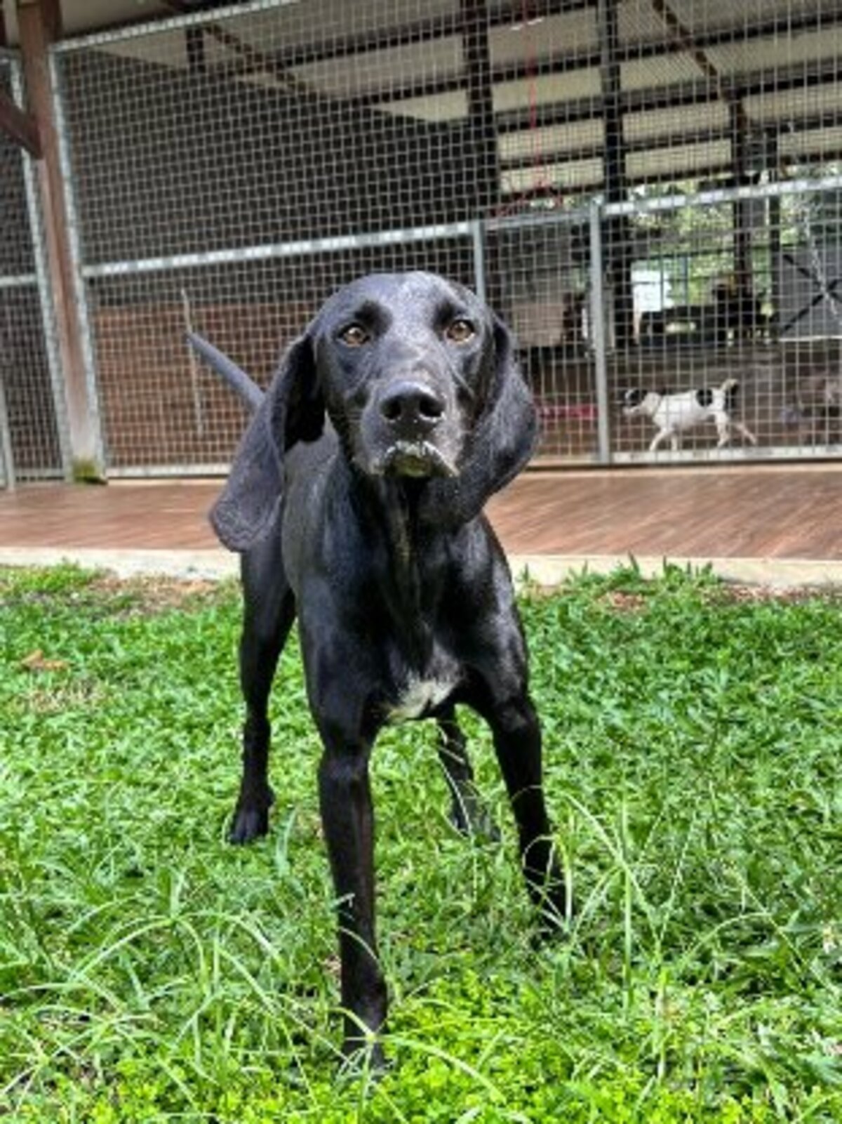 Adoption Marcus