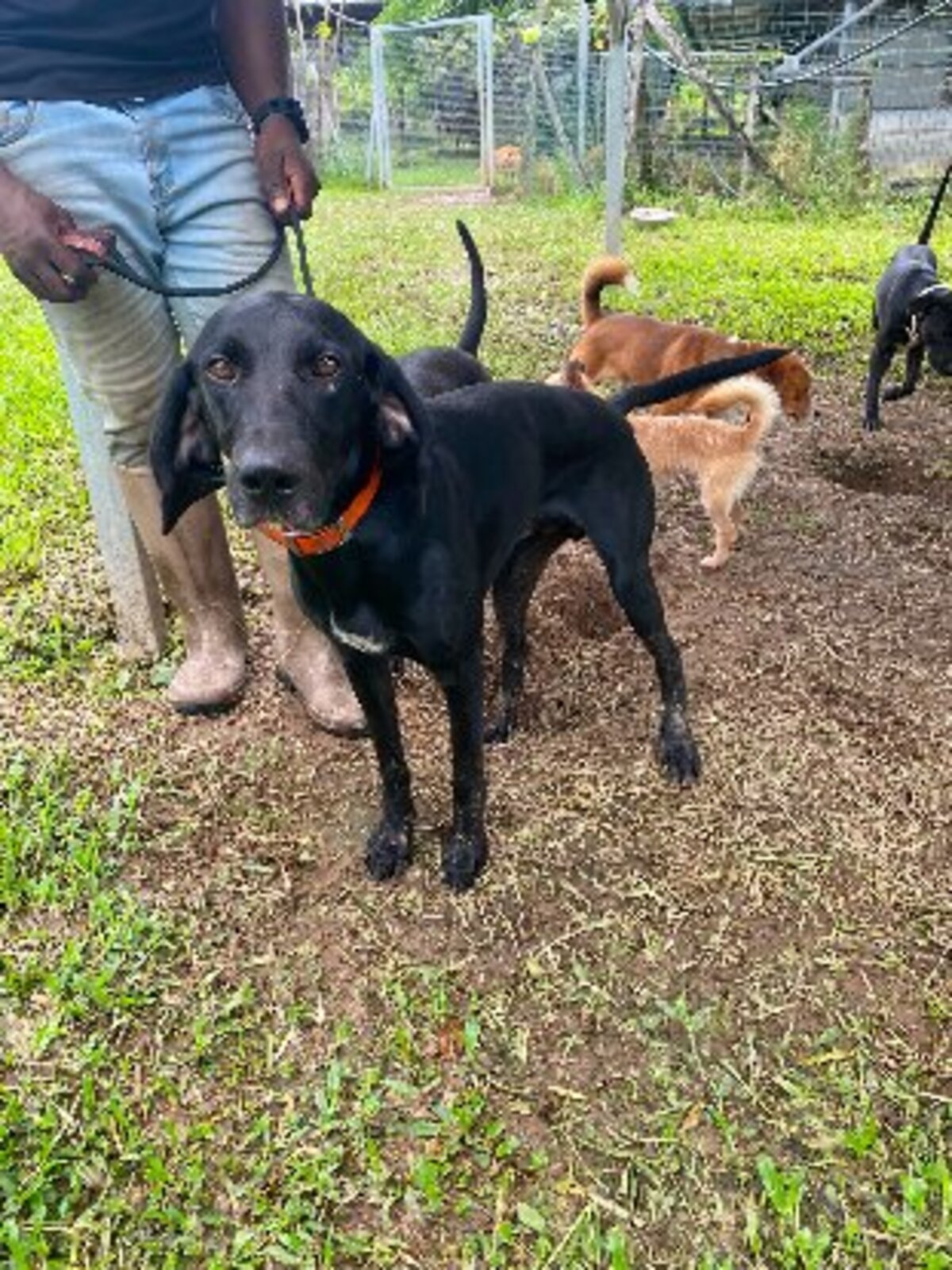 Adoption Marcus