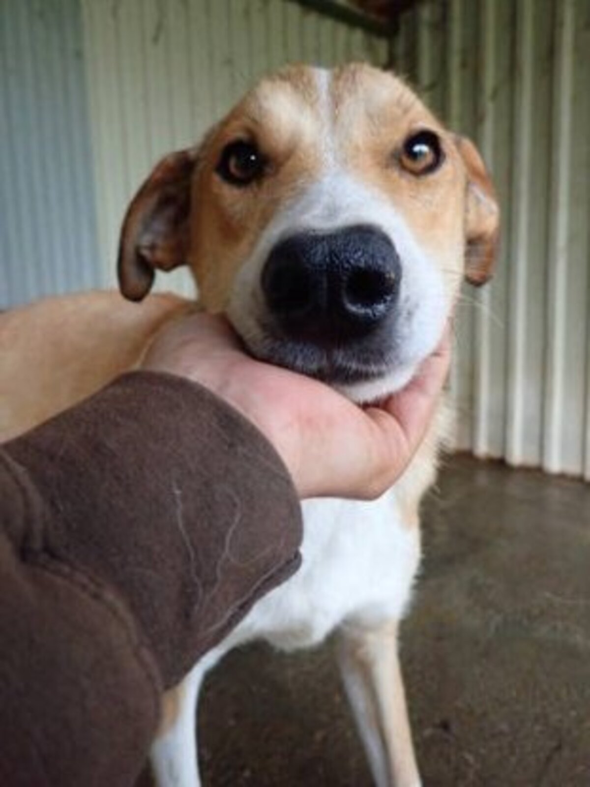Adoption Marghioala