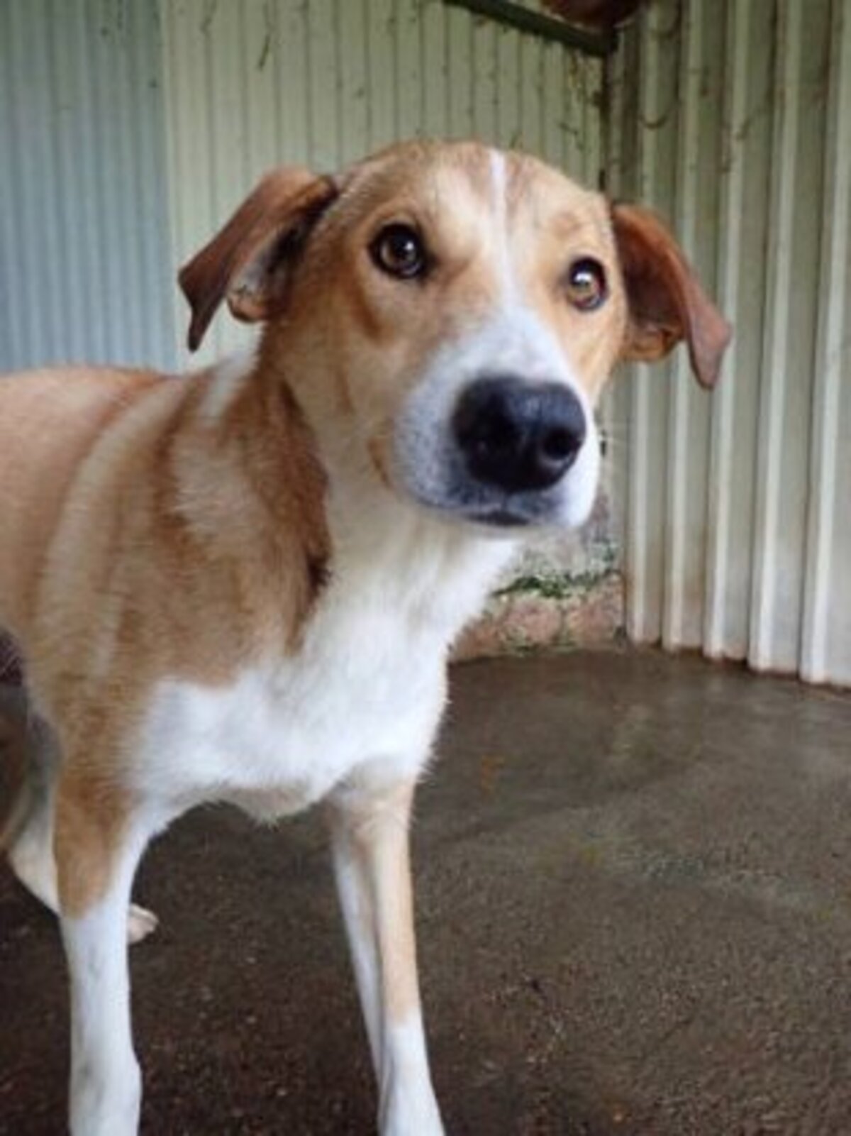 Adoption Marghioala