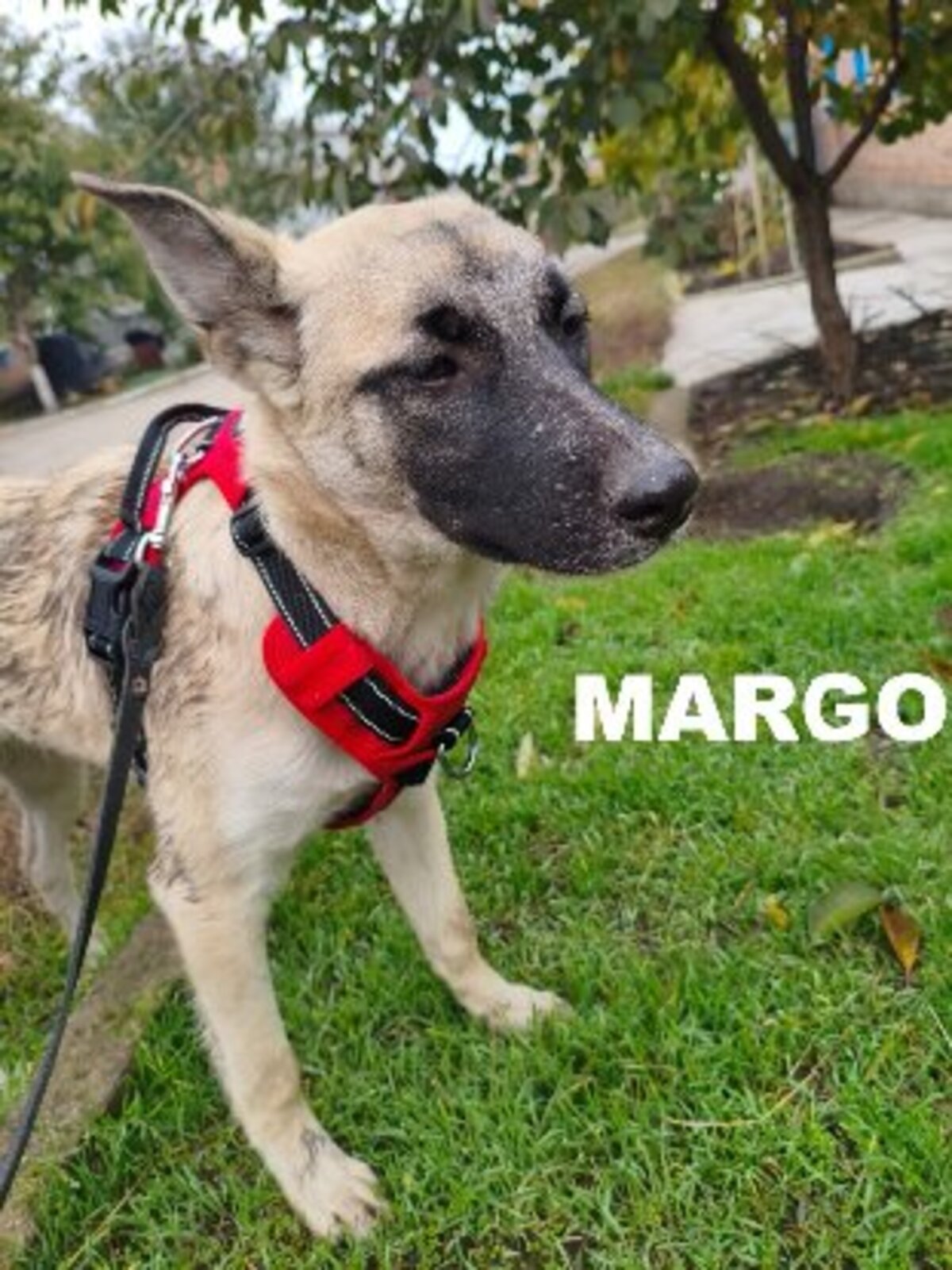 Adoption Margo
