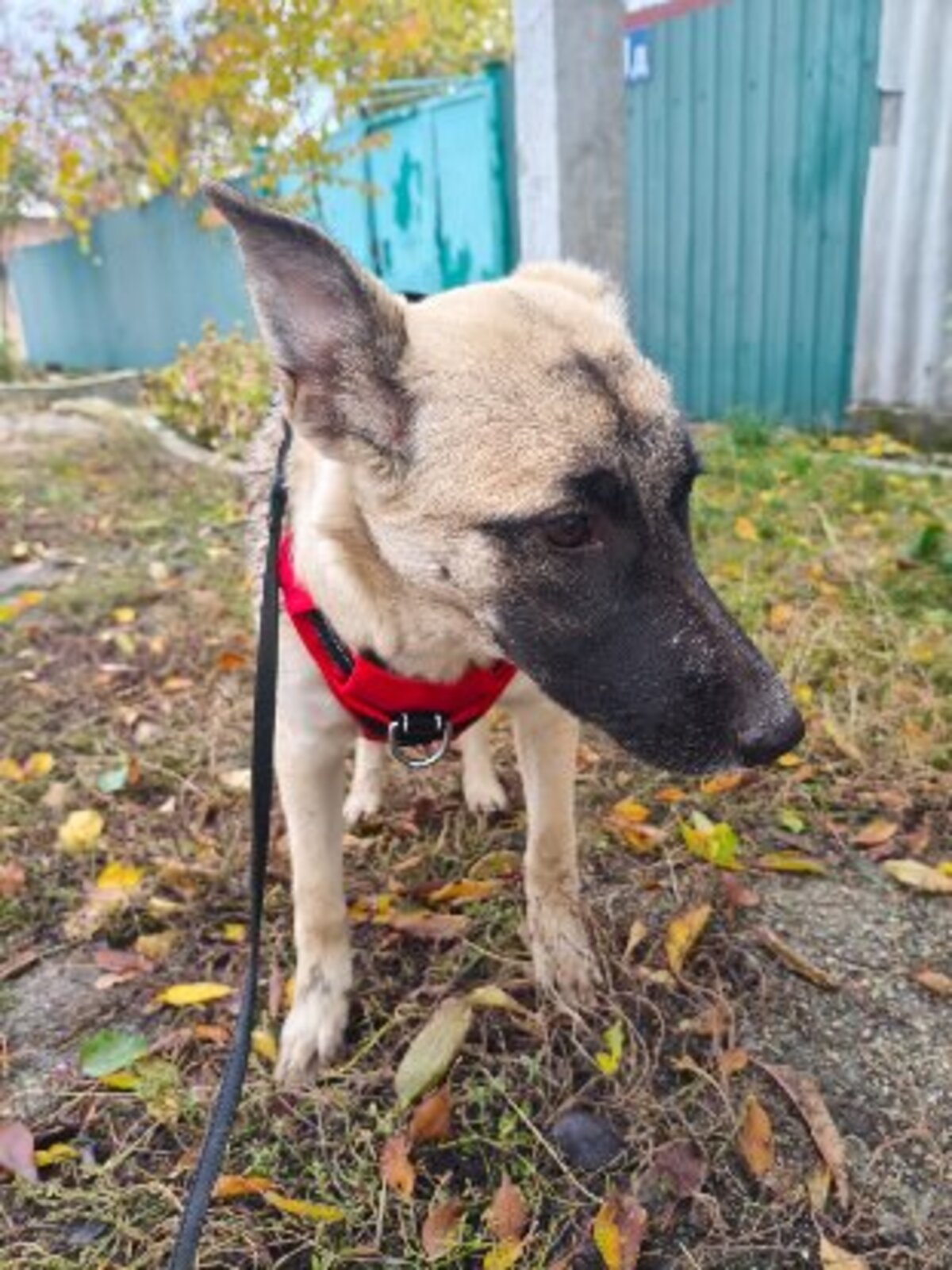 Adoption Margo