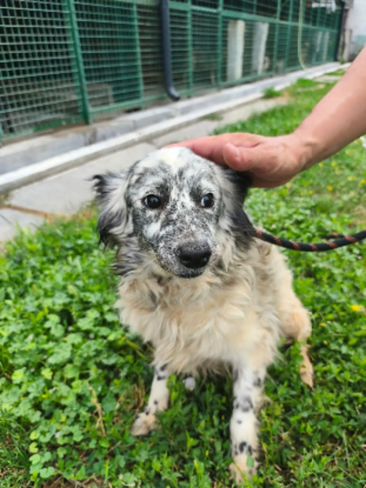 Adoption Margote