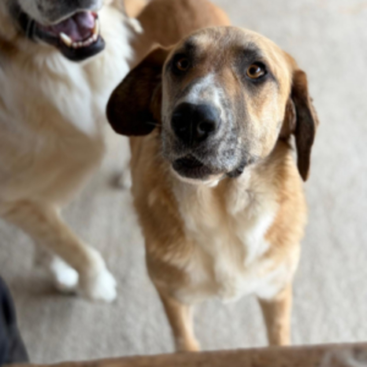 Adoption Mari