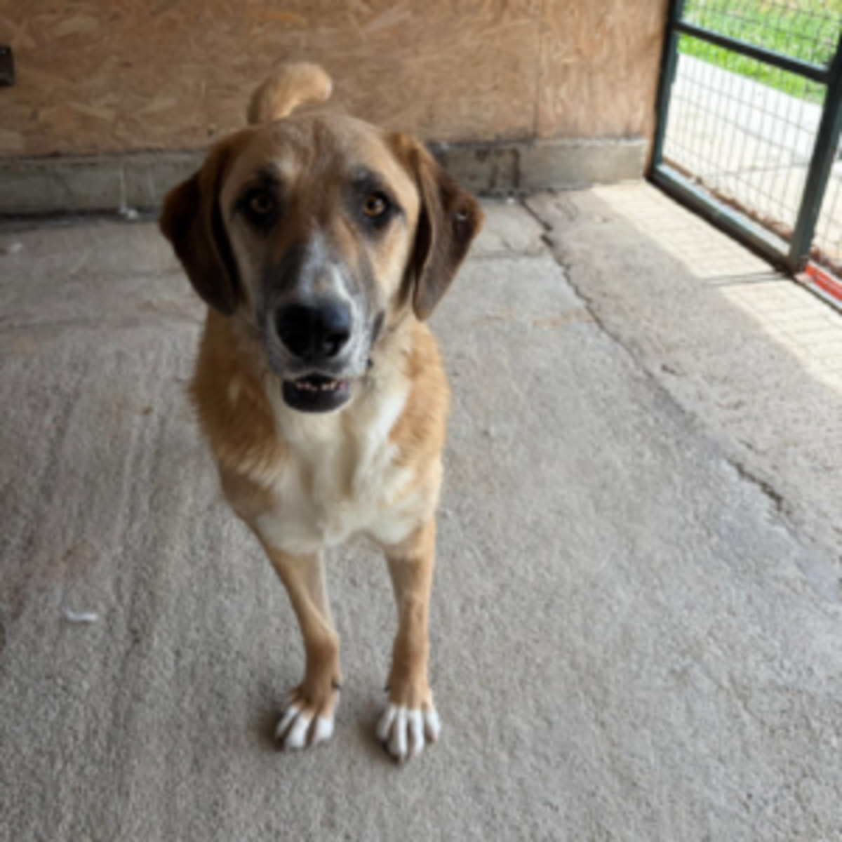 Adoption Mari