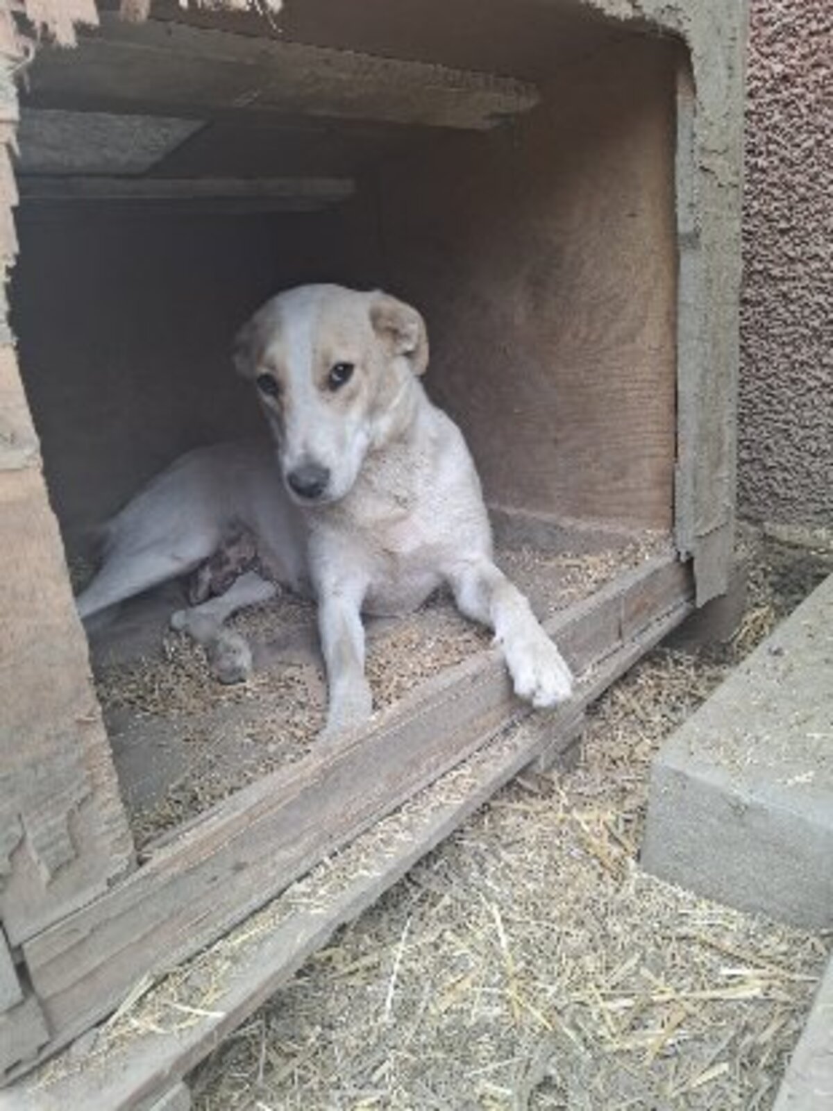 Adoption Marilou