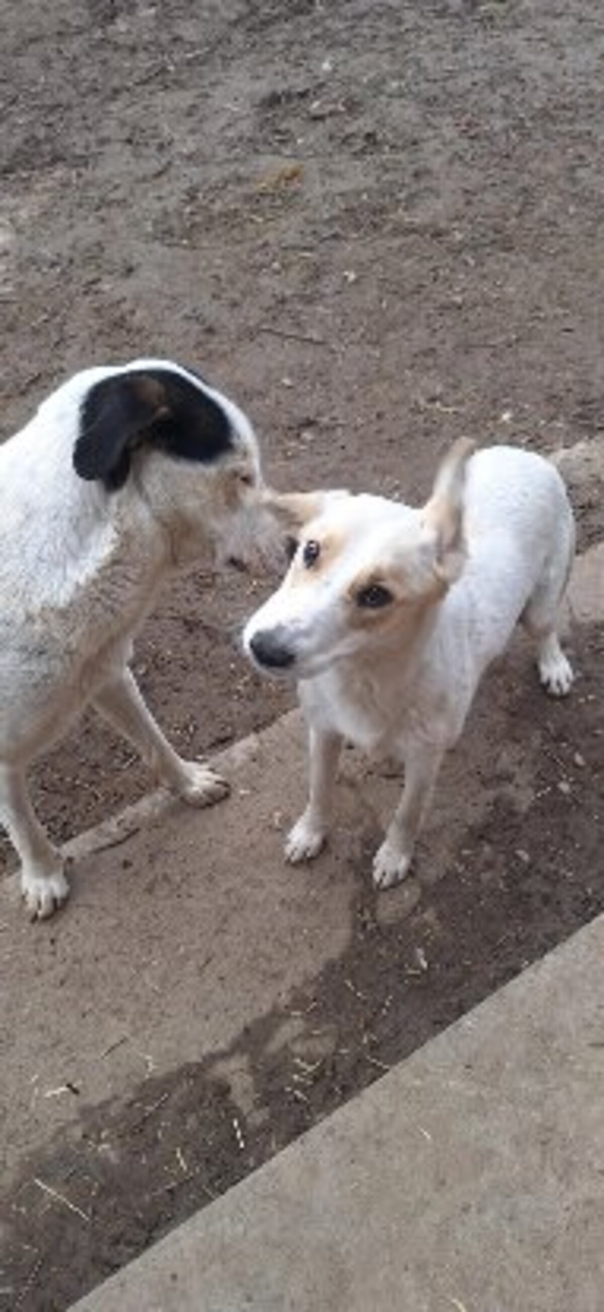 Adoption Marilou