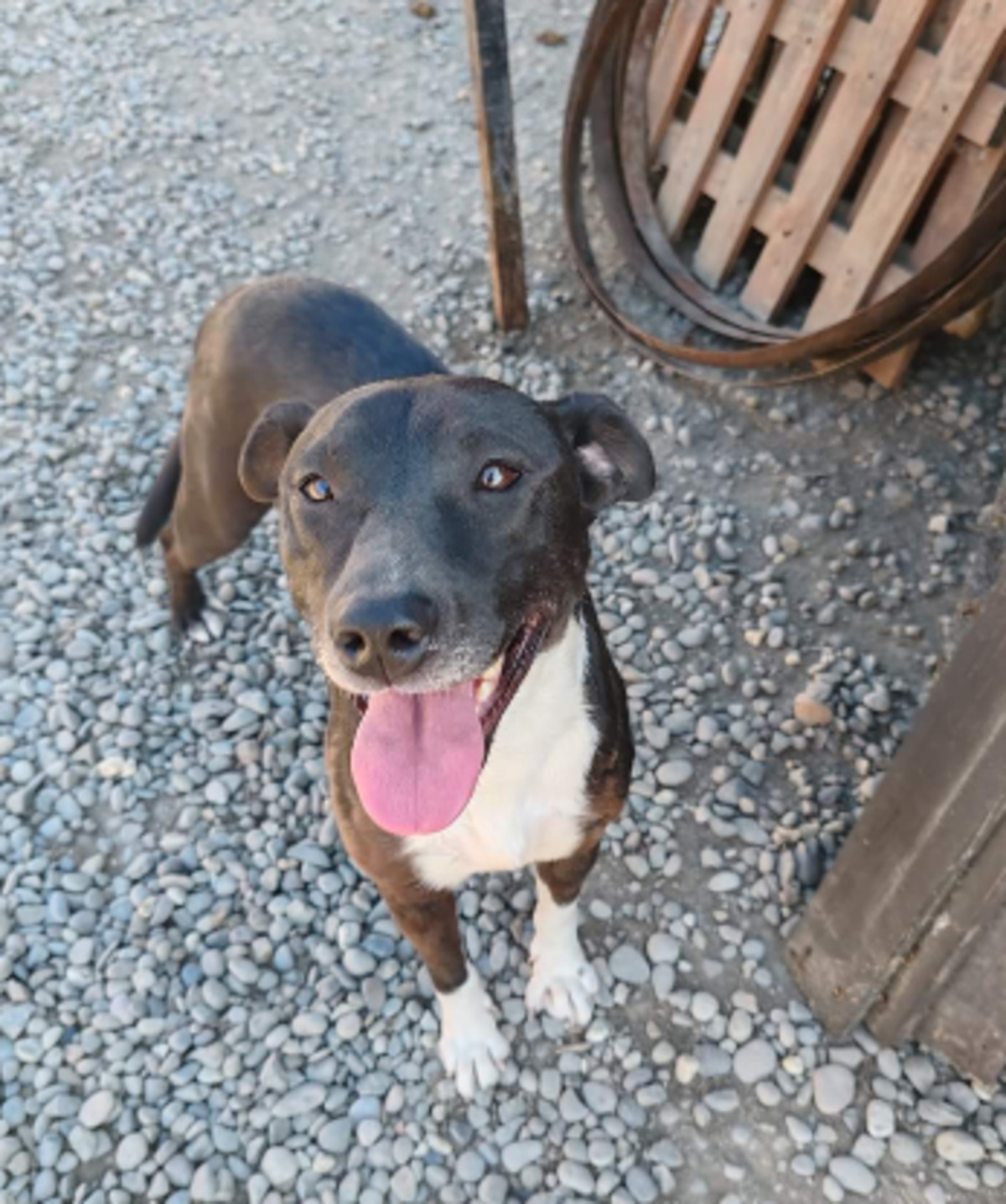 Adoption Marla