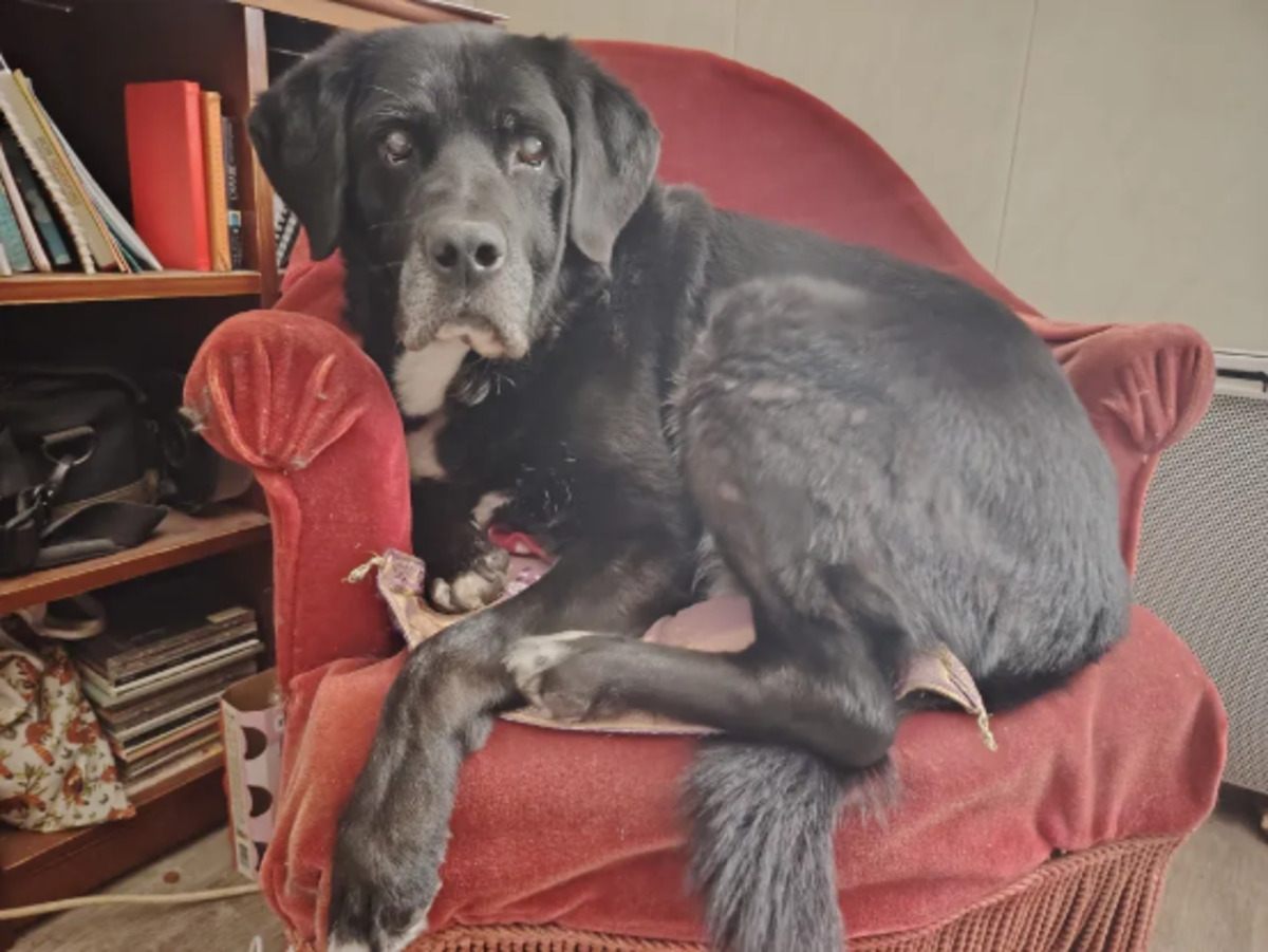 Adoption Marlay