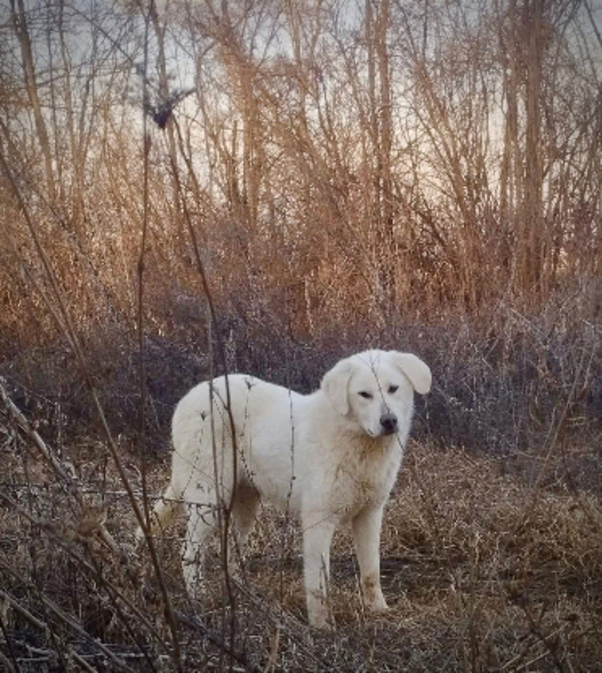 Adoption Marley