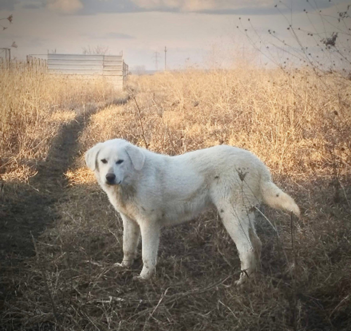 Adoption Marley