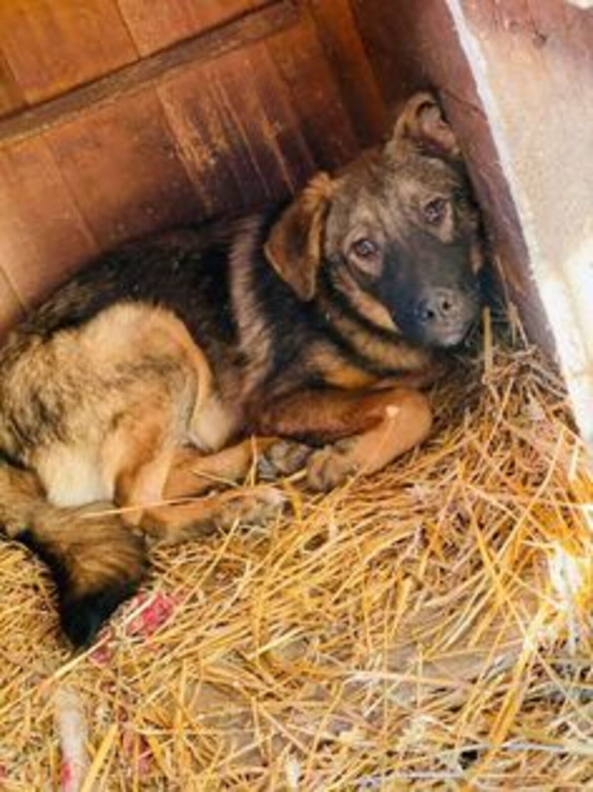 Adoption Marocco