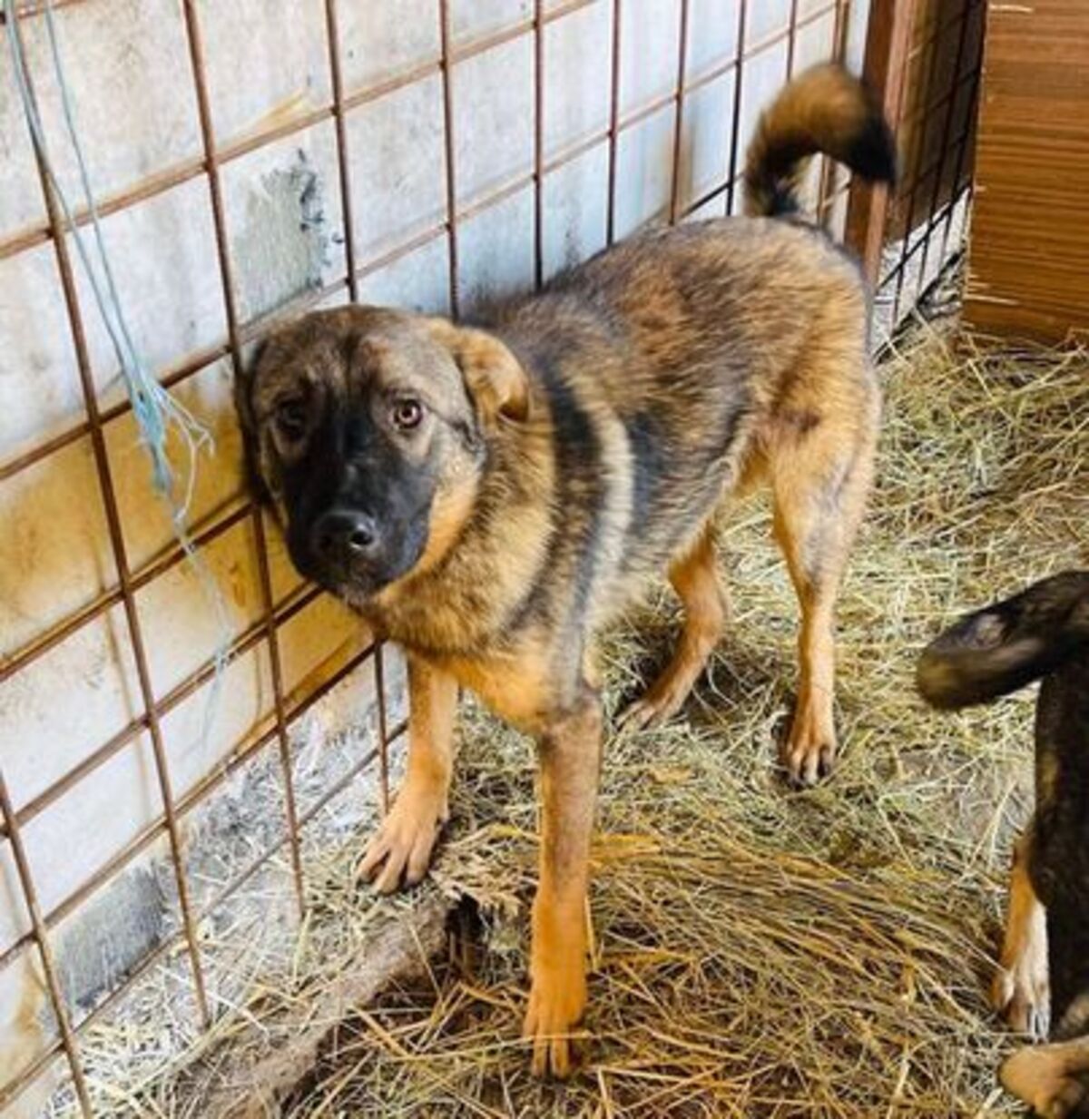 Adoption Marocco